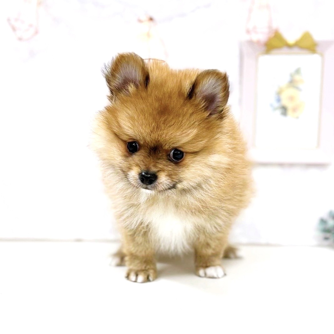 2025年7月4日生まれのポメチワ/チワポメ/ポメチー(ポメラニアン×チワワ)の9枚目の写真