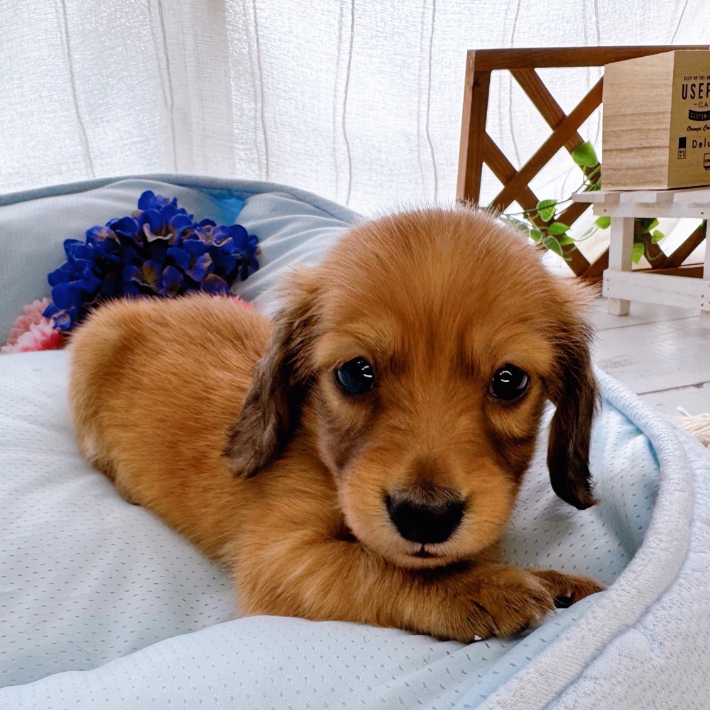 長野県のカニンヘンダックスフンド(ロング) (犬の家＆猫の里塩尻店/2025年7月8日生まれ/男の子/レッド)の子犬の1枚目の画像