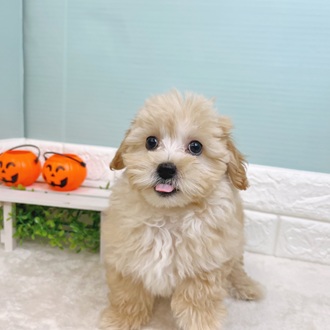 静岡県のマルプー(マルチーズ×プードル) (犬の家＆猫の里マークイズ静岡店/2025年7月5日生まれ/女の子/アプリコット)の子犬の1枚目の画像