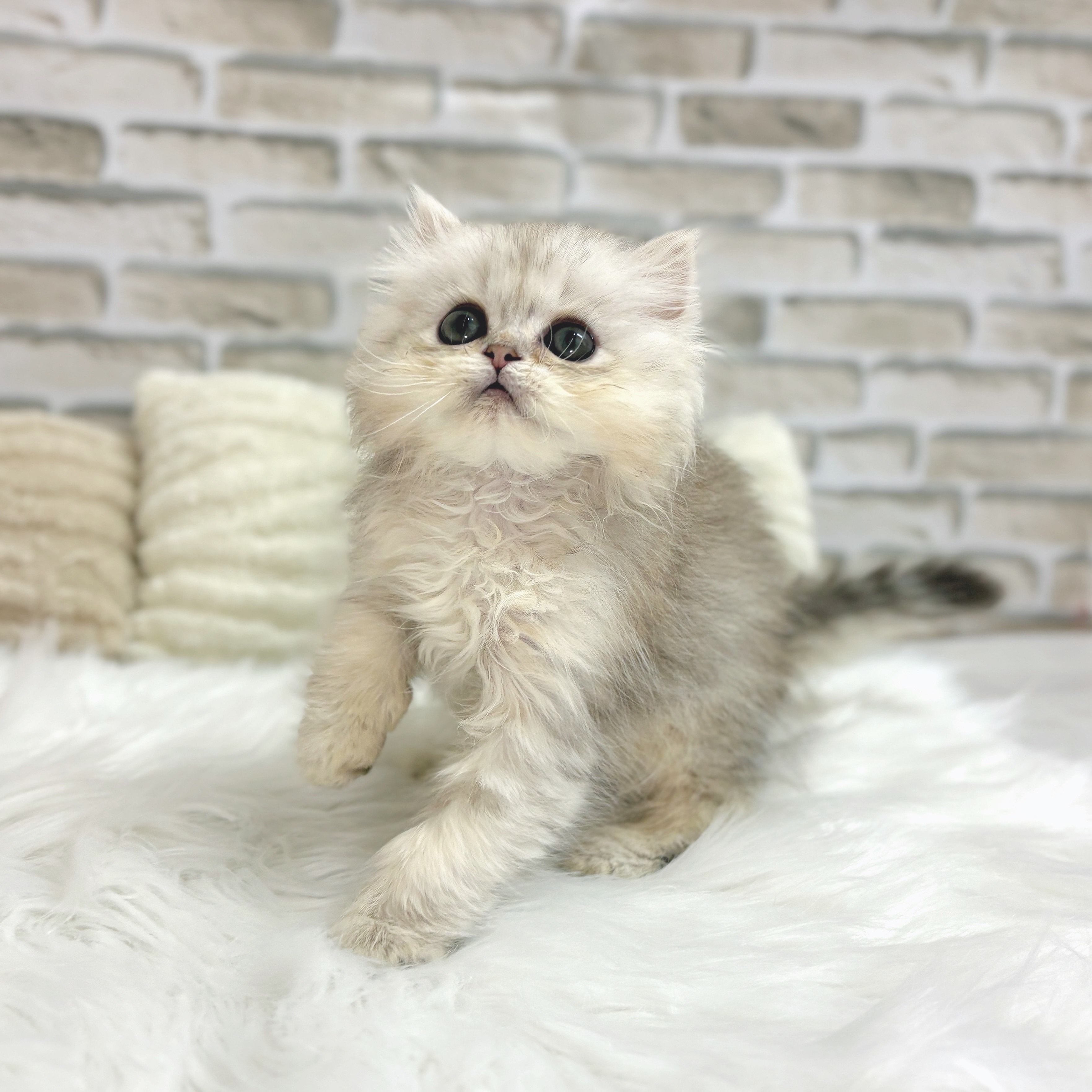 神奈川県のペルシャ (犬の家＆猫の里モザイクモール港北店/2025年7月10日生まれ/女の子/チンチラシルバー)の子猫の1枚目の画像