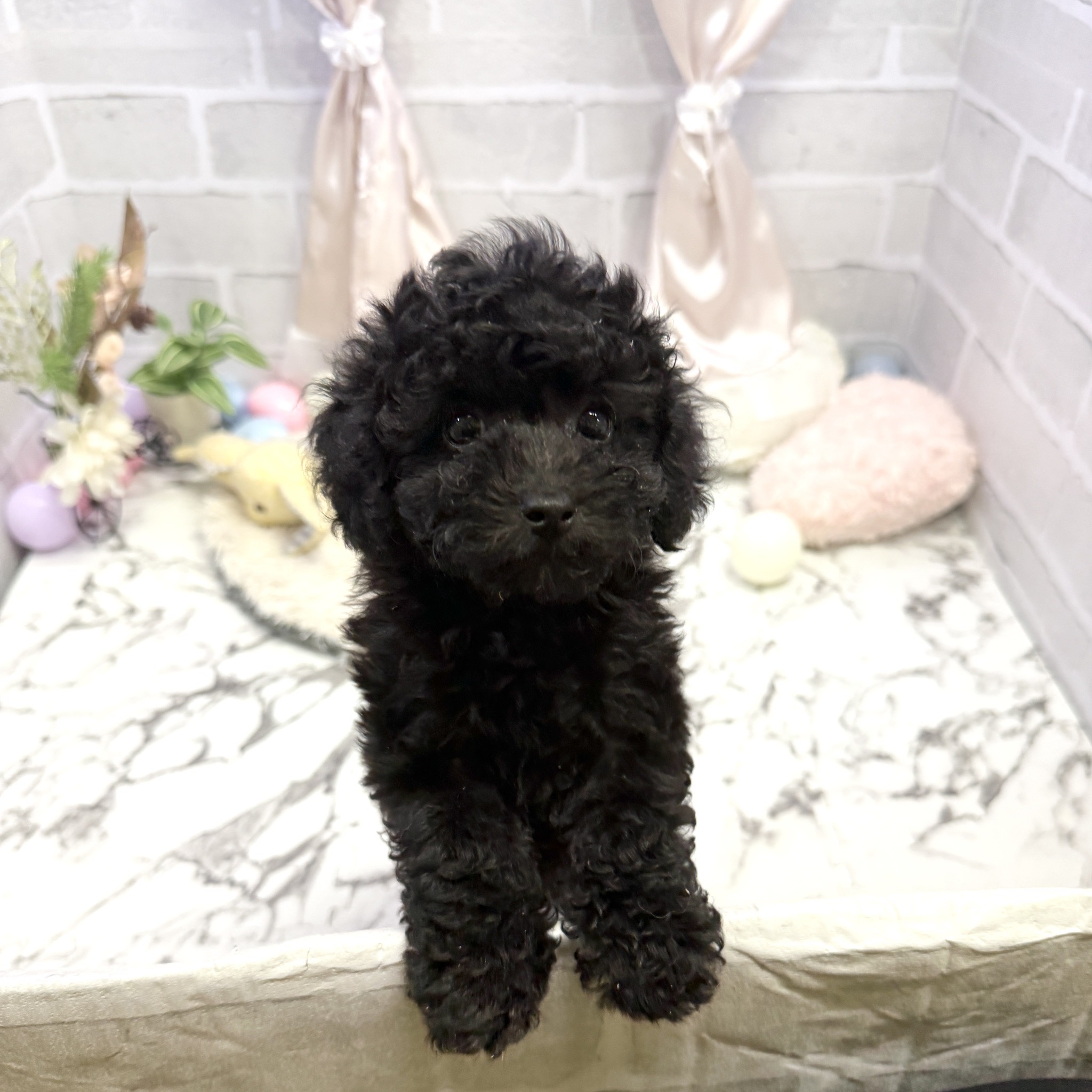 愛知県のトイプードル(トイ) (犬の家＆猫の里岡崎店/2025年7月11日生まれ/女の子/ブラック)の子犬の1枚目の画像