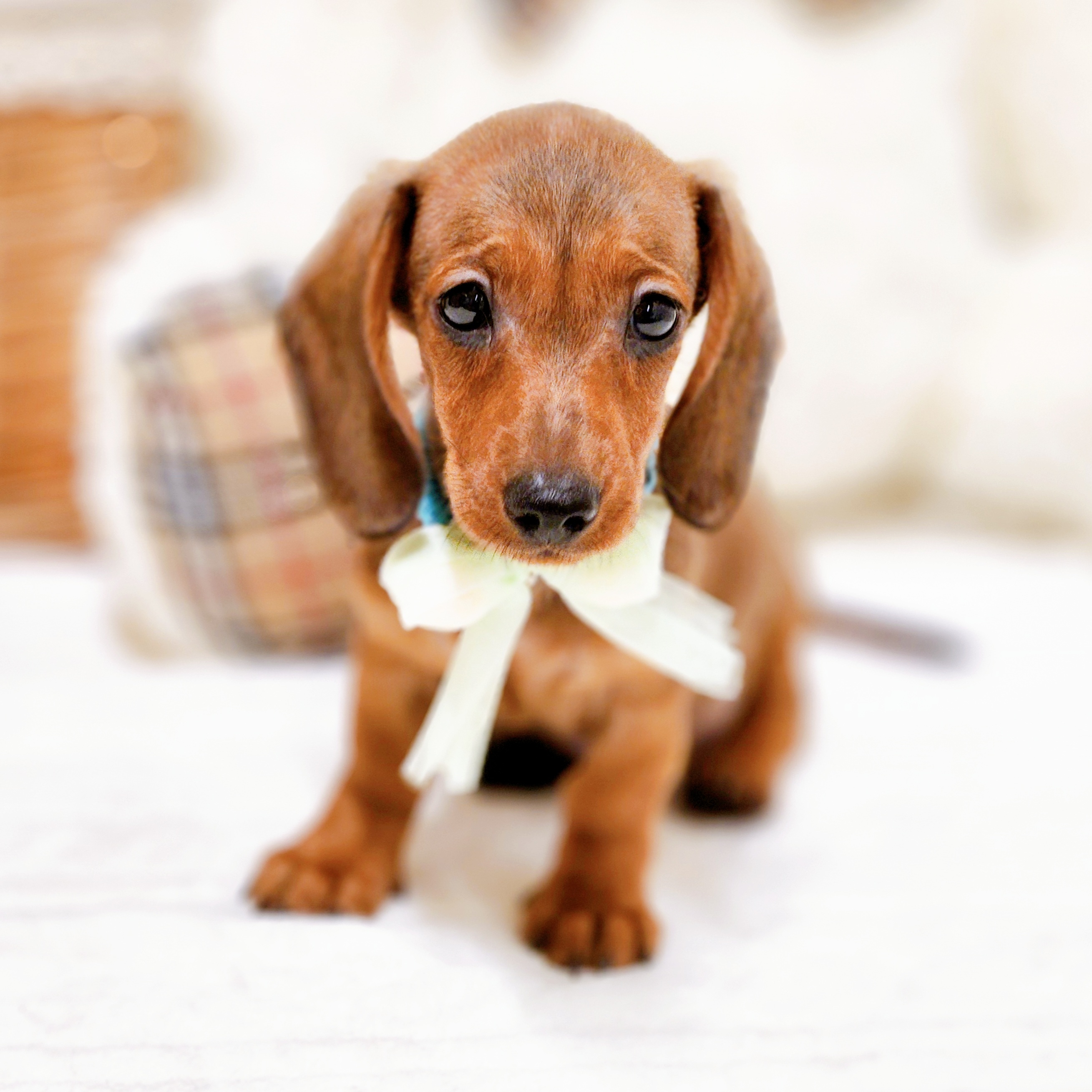 2025年7月17日生まれのミニチュアダックスフンド(スムース)の9枚目の写真