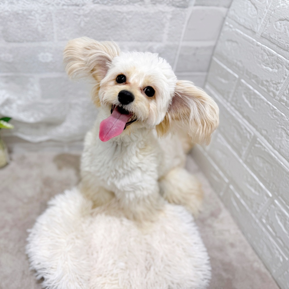 滋賀県のチワプー/プーチー(チワワ×プードル) (犬の家＆猫の里長浜店/2025年7月15日生まれ/男の子/クリーム)の子犬の1枚目の画像