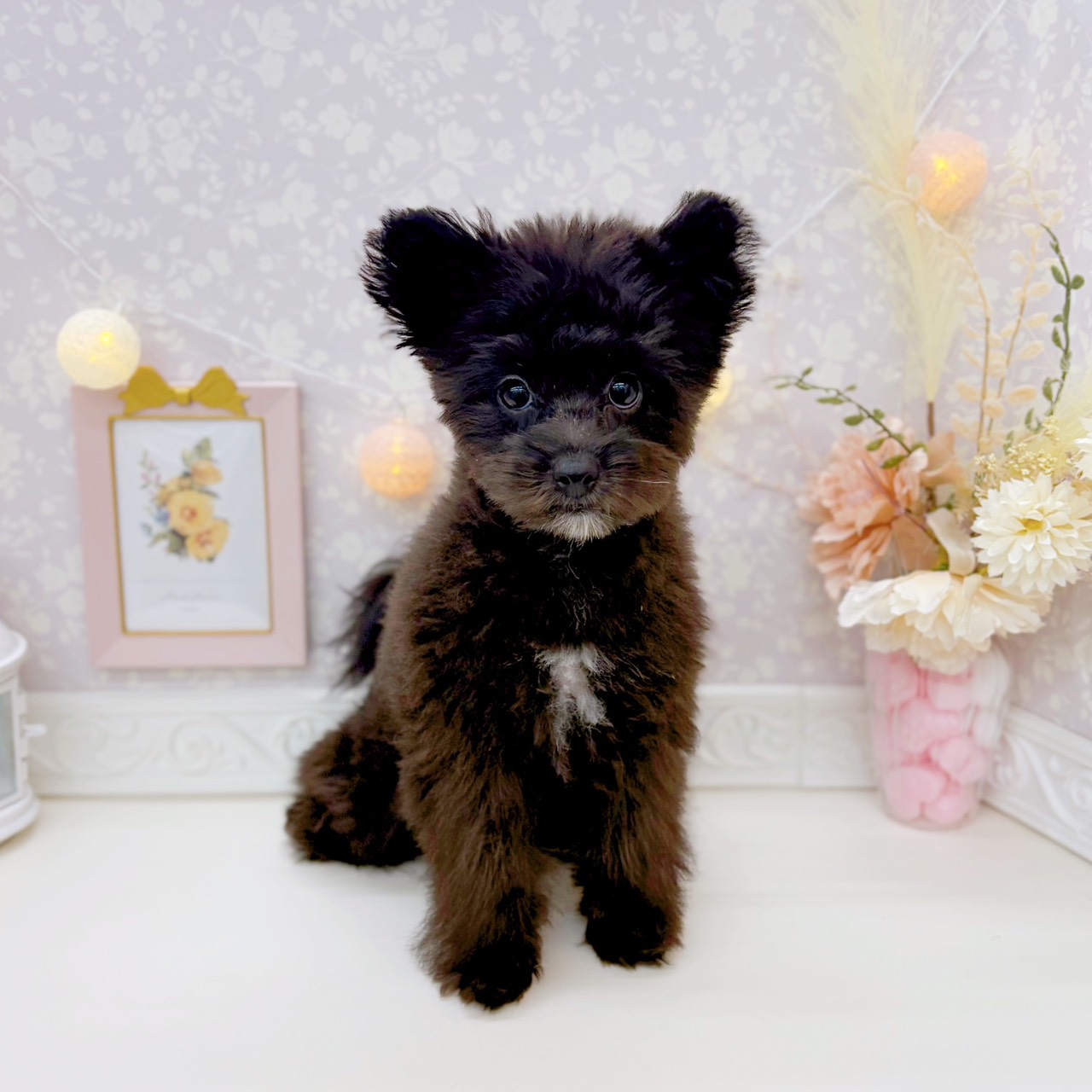 富山県のポメプー(ポメラニアン×プードル) (犬の家＆猫の里富山店/2025年7月17日生まれ/女の子/ブラックホワイト)の子犬の1枚目の画像