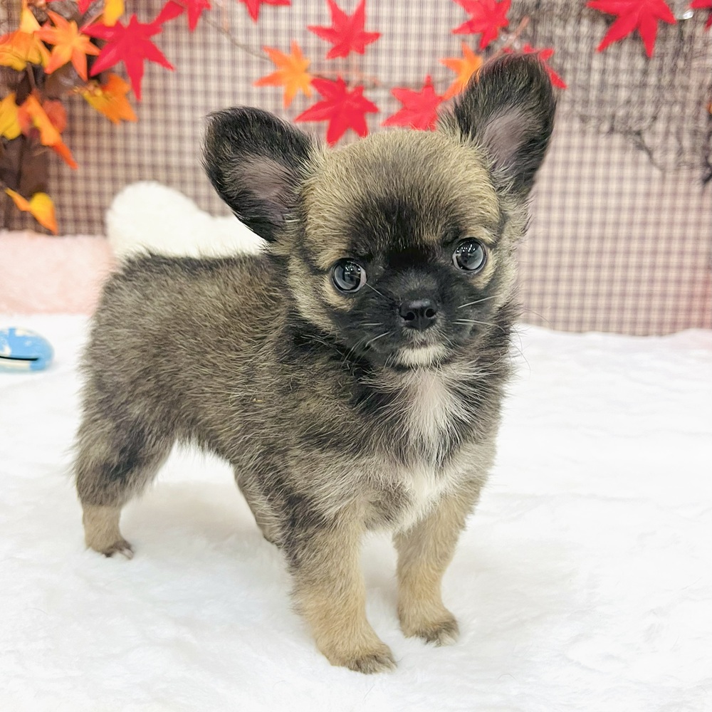 愛知県のチワワ(ロング) (犬の家＆猫の里エアポートウォーク店/2025年7月22日生まれ/女の子/レッドホワイト)の子犬の1枚目の画像