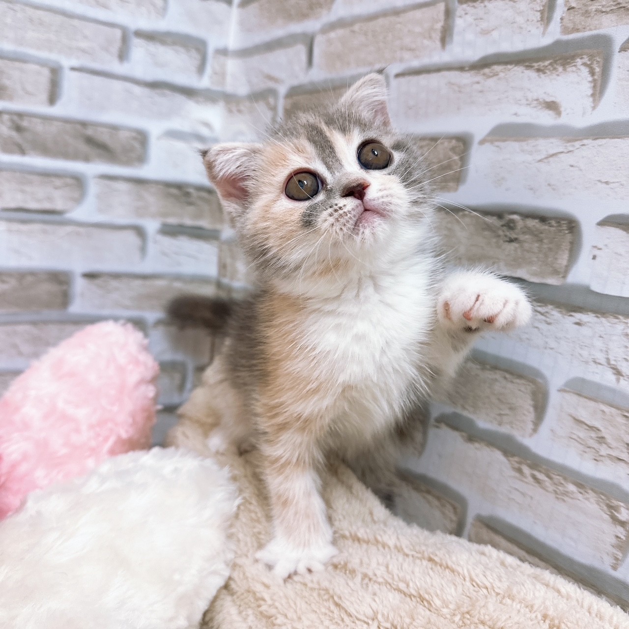 神奈川県のフォールデックス (犬の家＆猫の里モザイクモール港北店/2025年7月19日生まれ/女の子/ダイリュートキャリコ)の子猫の1枚目の画像