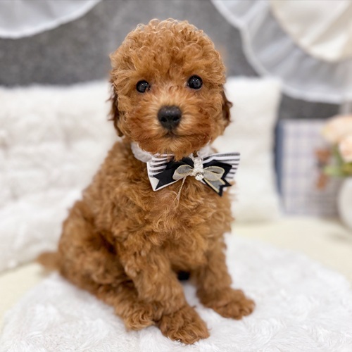 岐阜県のトイプードル(トイ) (犬の家＆猫の里カラフルタウン岐阜店/2025年7月18日生まれ/男の子/レッド)の子犬の1枚目の画像