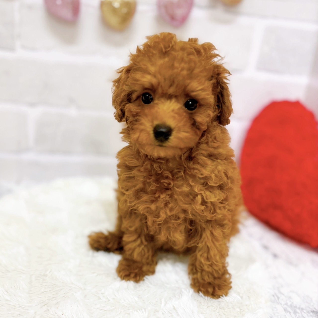 京都府のトイプードル(トイ) (犬の家＆猫の里京都精華店/2025年7月20日生まれ/女の子/レッドフォーン)の子犬