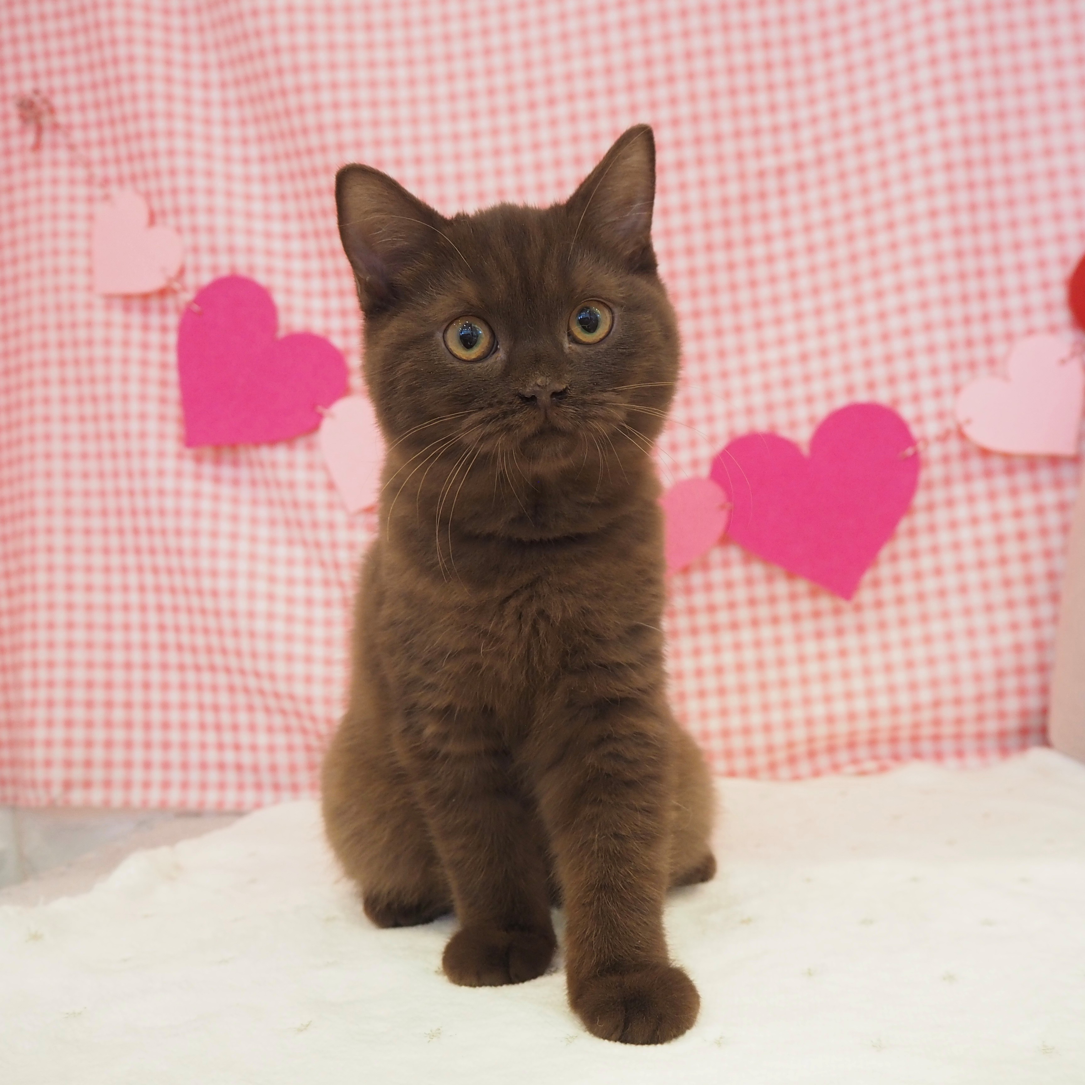 大阪府のブリティッシュショートヘアー (犬の家＆猫の里もりのみやキューズモールBASE店/2025年7月24日生まれ/女の子/チョコレート)の子猫の1枚目の画像
