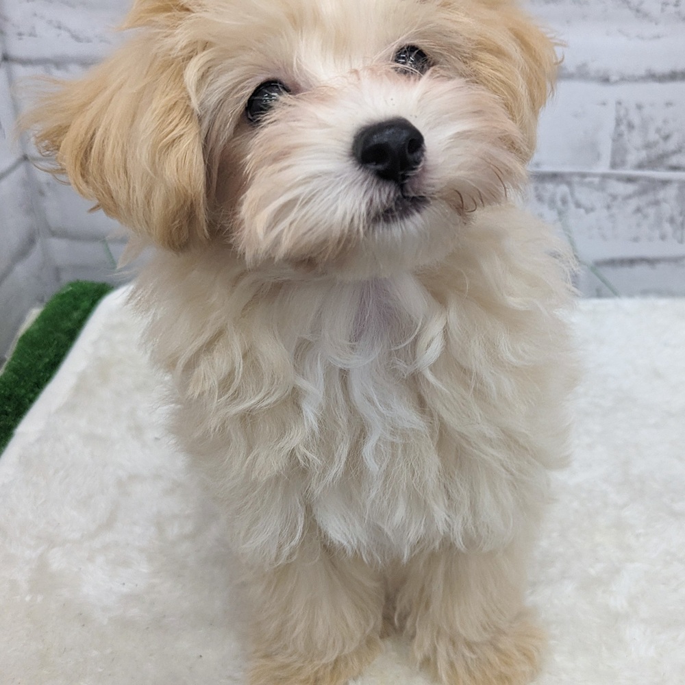 愛知県のマルプー(マルチーズ×プードル) (犬の家&猫の里MEGAドン・キホーテ東海名和店/2025年7月21日生まれ/女の子/クリーム)の子犬の1枚目の画像