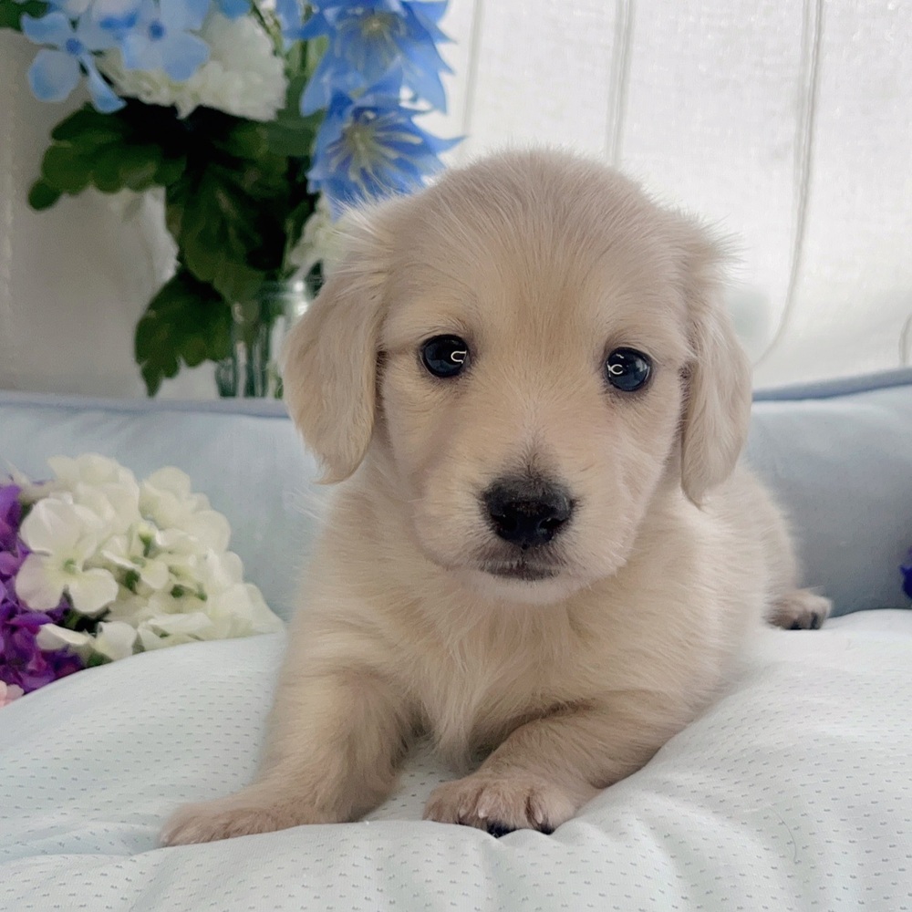 長野県のミニチュアダックスフンド(ロング) (犬の家＆猫の里塩尻店/2025年7月27日生まれ/男の子/イエロー)の子犬の1枚目の画像