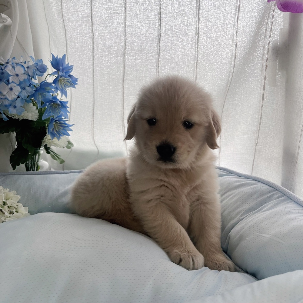 長野県のゴールデンレトリバー (犬の家＆猫の里塩尻店/2025年7月28日生まれ/女の子/ゴールデン)の子犬の1枚目の画像