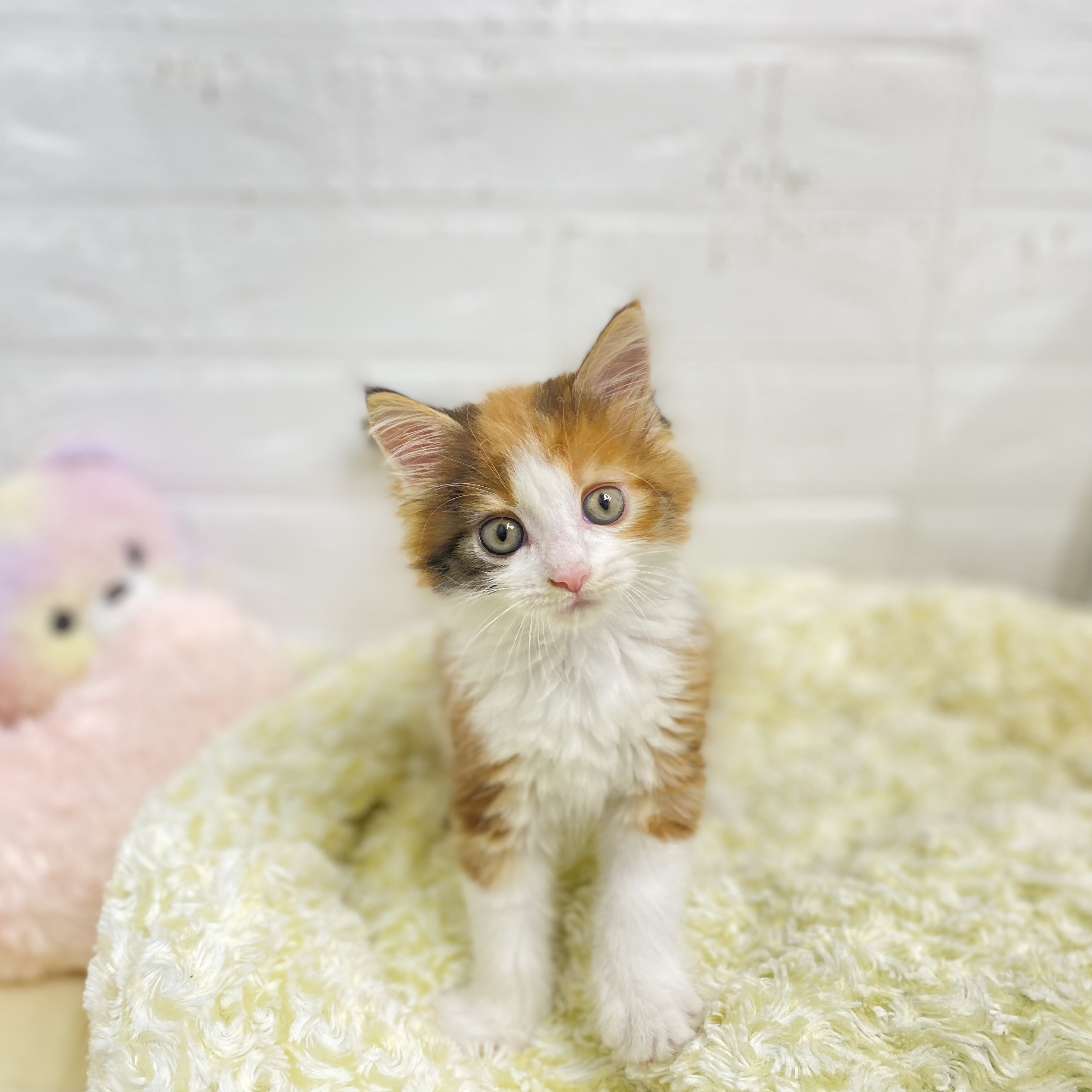 長野県のメインクーン (犬の家＆猫の里長野店/2025年7月28日生まれ/女の子/キャリコ)の子猫の1枚目の画像