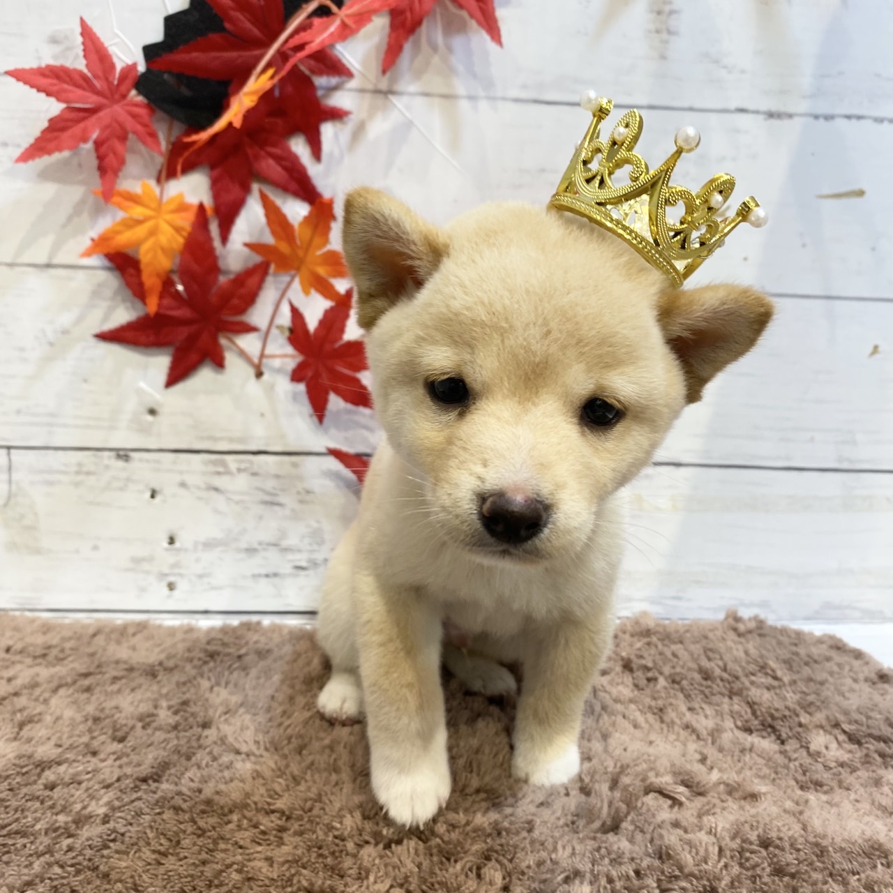 長野県の豆柴 (犬の家＆猫の里カインズ梓川店/2025年7月28日生まれ/男の子/白)の子犬の1枚目の画像