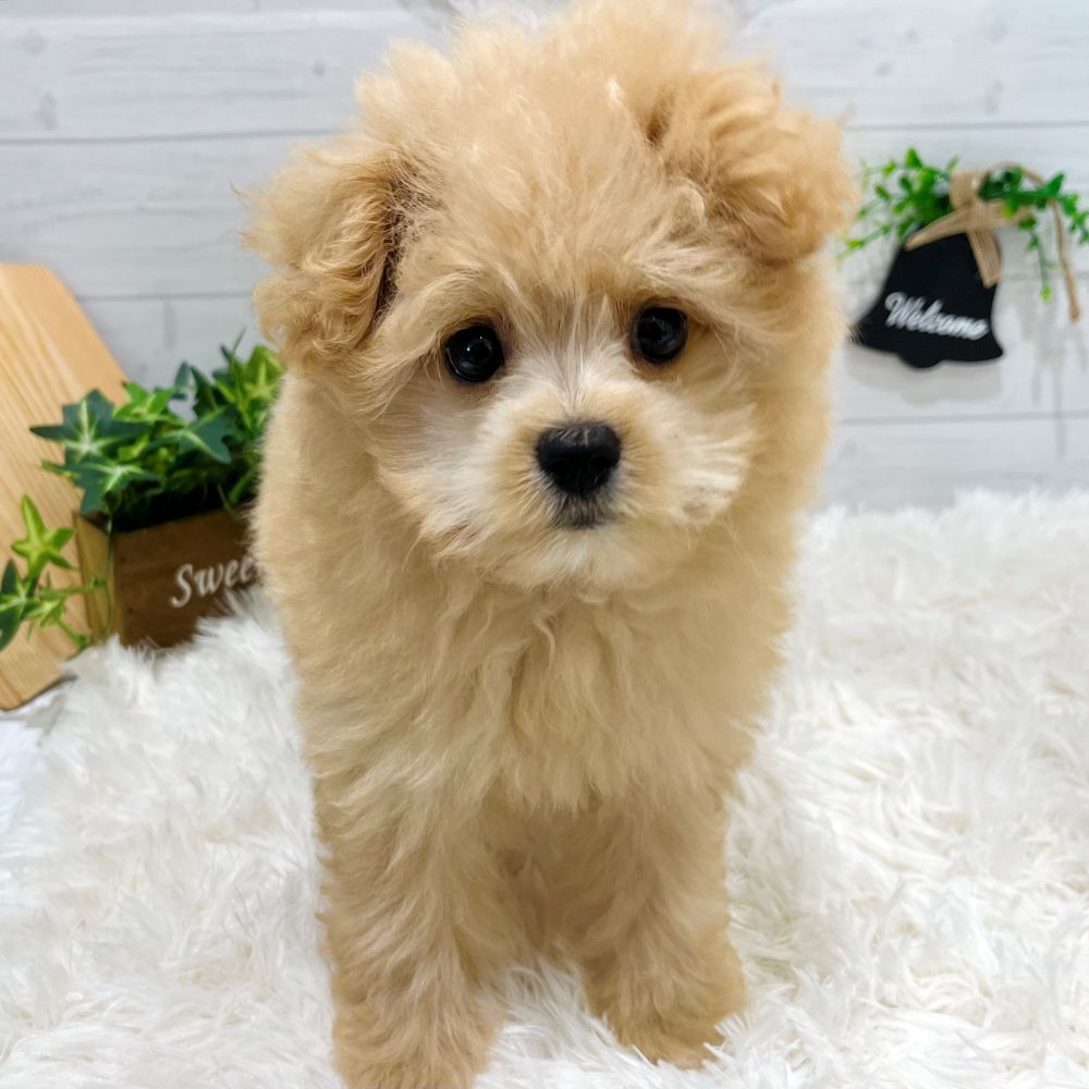 愛知県のポメプー(ポメラニアン×プードル) (犬の家＆猫の里豊田店/2025年7月29日生まれ/女の子/アプリコット)の子犬の1枚目の画像
