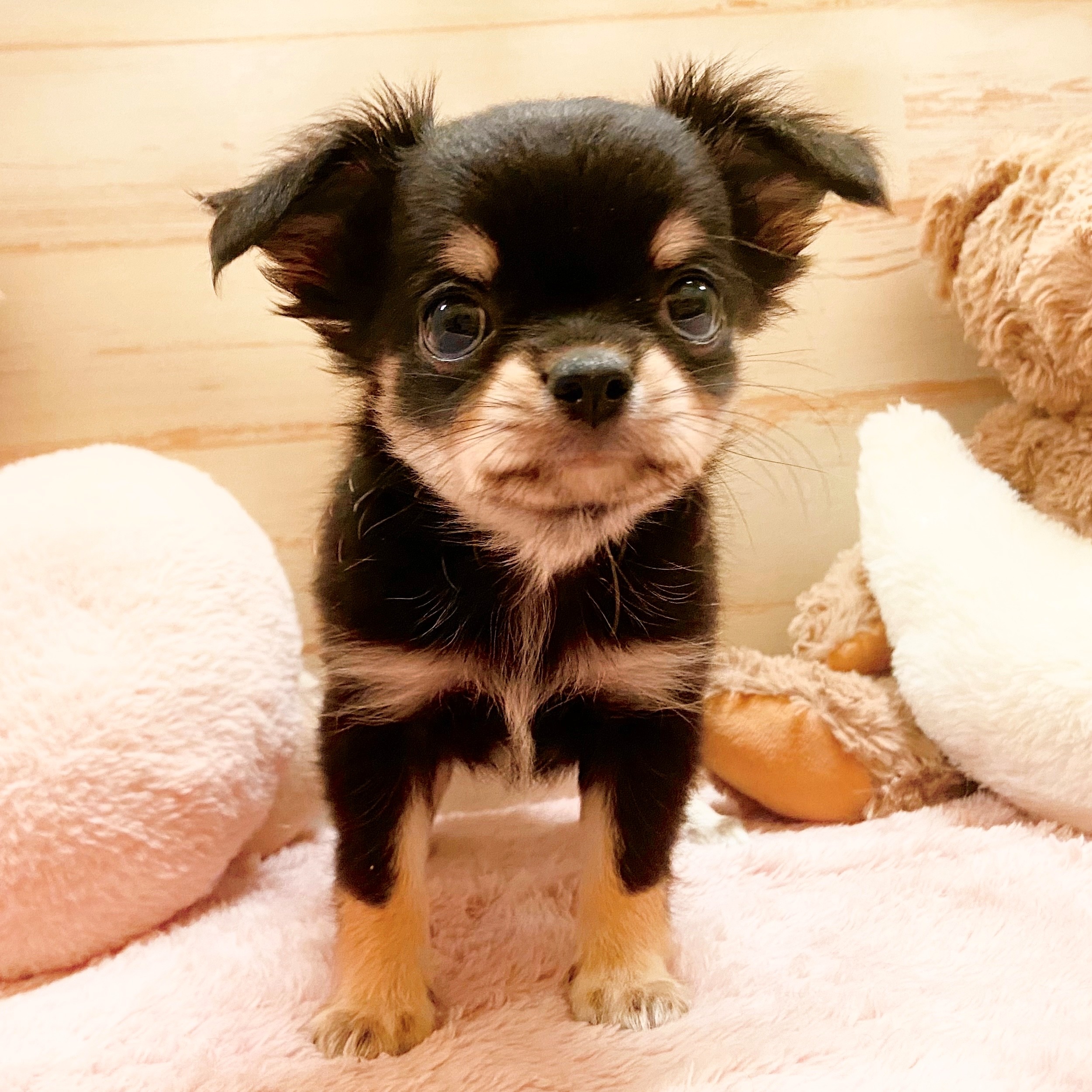 兵庫県のチワックス(チワワ×ダックス) (犬の家＆猫の里神戸店/2025年7月29日生まれ/男の子/ブラッククリーム)の子犬の1枚目の画像