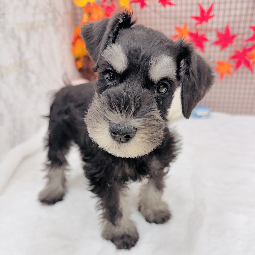 愛知県のミニチュアシュナウザー (犬の家＆猫の里エアポートウォーク店/2025年7月30日生まれ/男の子/ブラックシルバー)の子犬