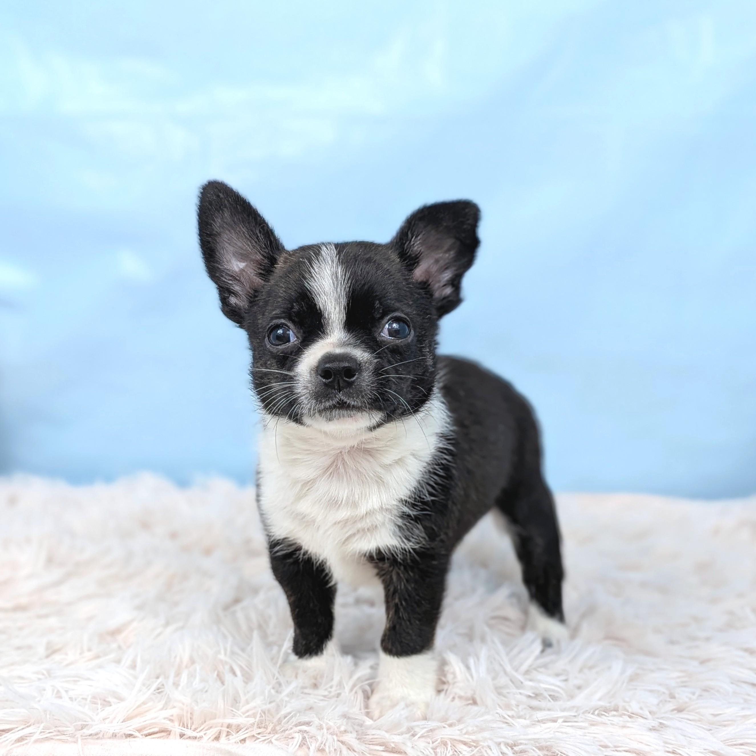 兵庫県のハーフ犬・ミックス犬 (犬の家＆猫の里川西店/2025年7月30日生まれ/男の子/ブラックホワイト)の子犬の1枚目の画像