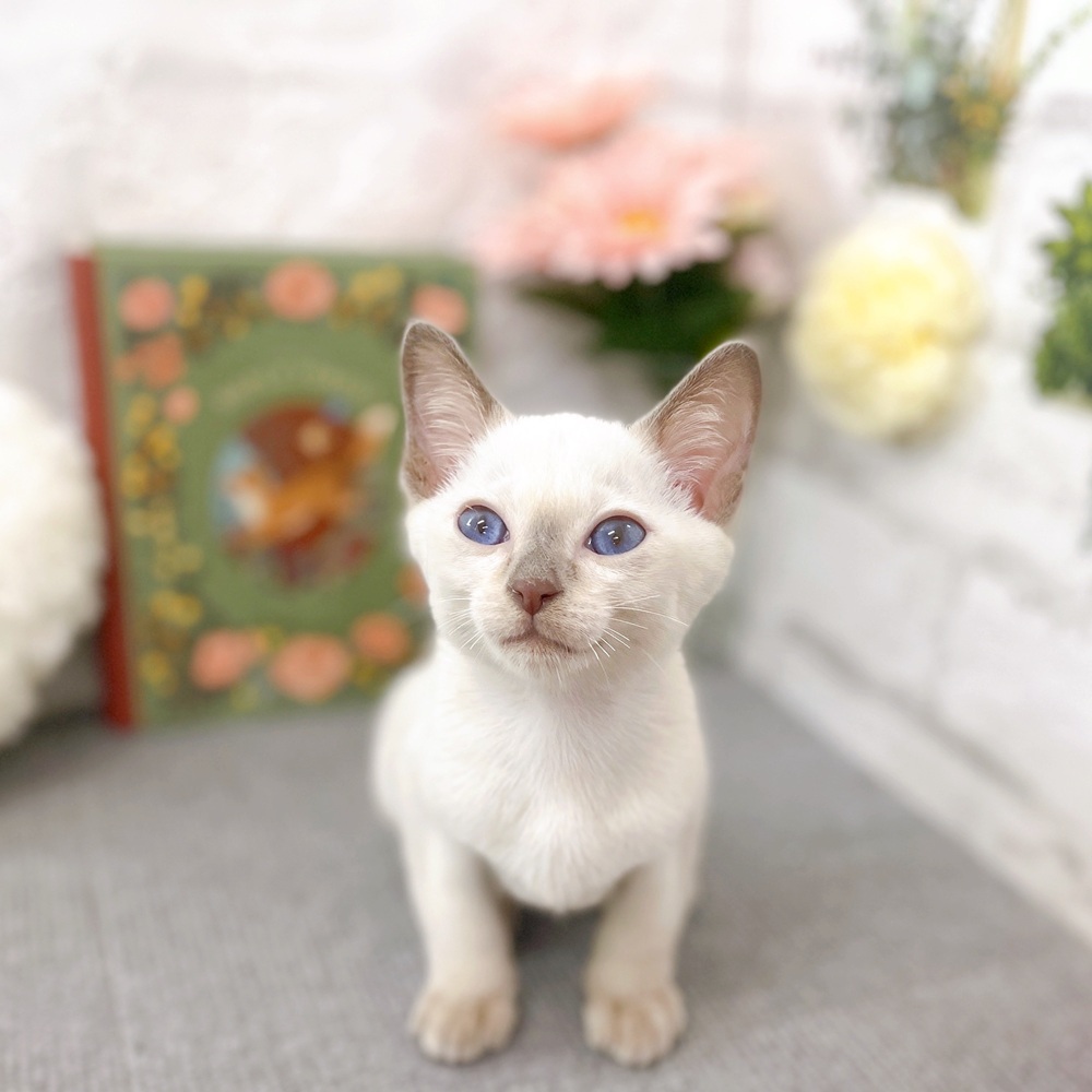 京都府のトンキニーズ (犬の家＆猫の里京都樟葉店/2025年8月2日生まれ/男の子/プラチナミンク)の子猫の1枚目の画像
