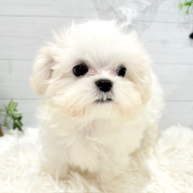 愛知県のマルチーズ (犬の家&猫の里豊田店/2025年8月4日生まれ/女の子/ホワイト)の子犬の1枚目の画像