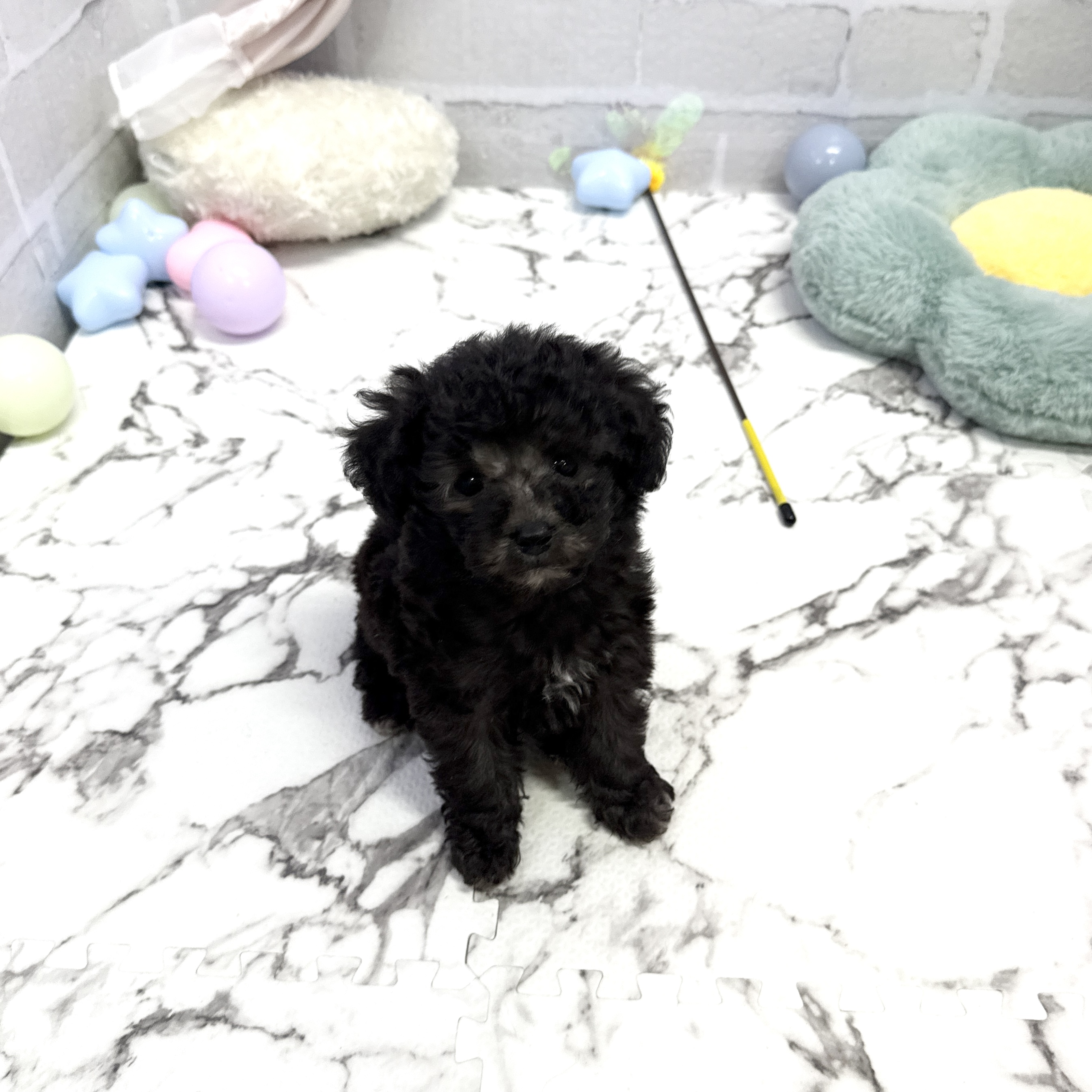 愛知県のタイニープードル (犬の家＆猫の里岡崎店/2025年8月1日生まれ/女の子/シルバー)の子犬の1枚目の画像