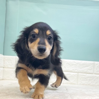 静岡県のミニチュアダックスフンド(ロング) (犬の家＆猫の里マークイズ静岡店/2025年8月4日生まれ/男の子/ブラックイエロー)の子犬の1枚目の画像