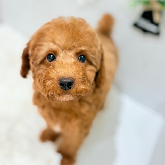 愛知県のトイプードル(トイ) (犬の家＆猫の里豊田店/2025年8月4日生まれ/男の子/アプリコット)の子犬の1枚目の画像