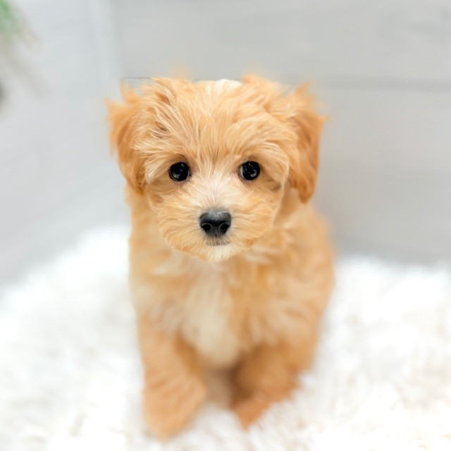 愛知県のマルプー(マルチーズ×プードル) (犬の家＆猫の里豊田店/2025年8月4日生まれ/男の子/アプリコット)の子犬の1枚目の画像