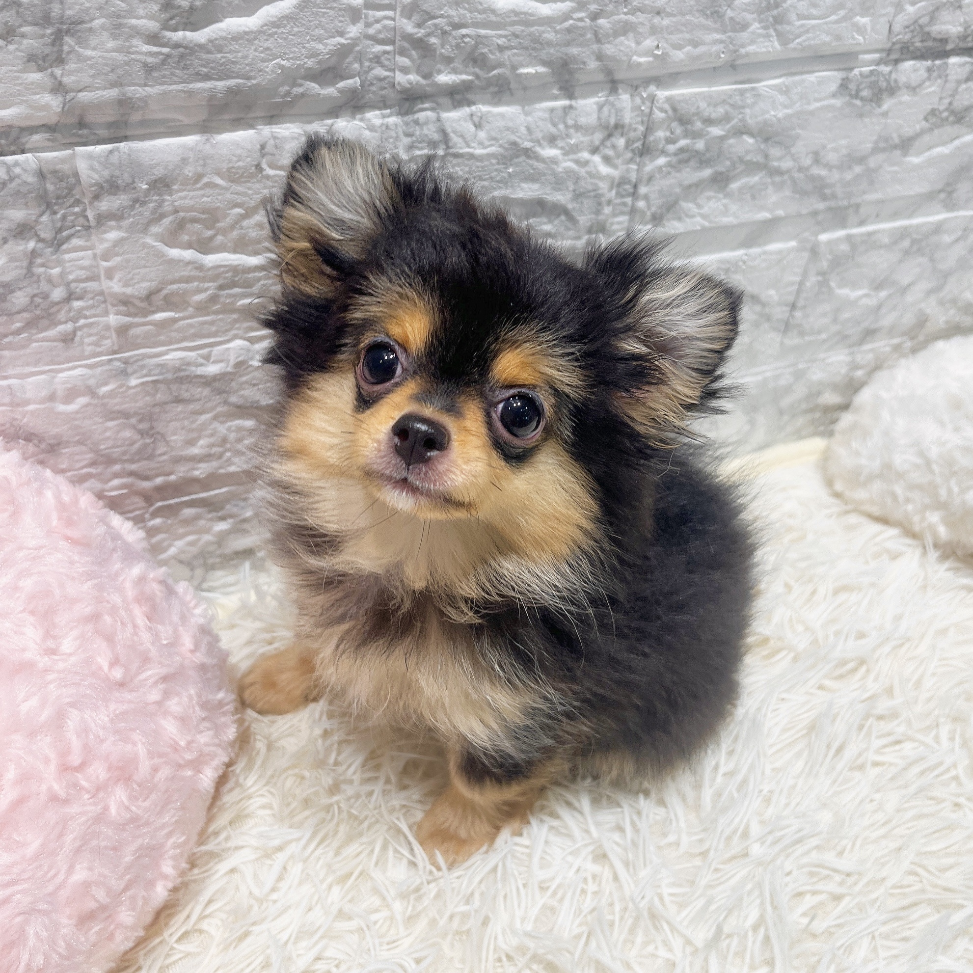 2025年7月16日生まれのポメチワ/チワポメ/ポメチー(ポメラニアン×チワワ)の9枚目の写真