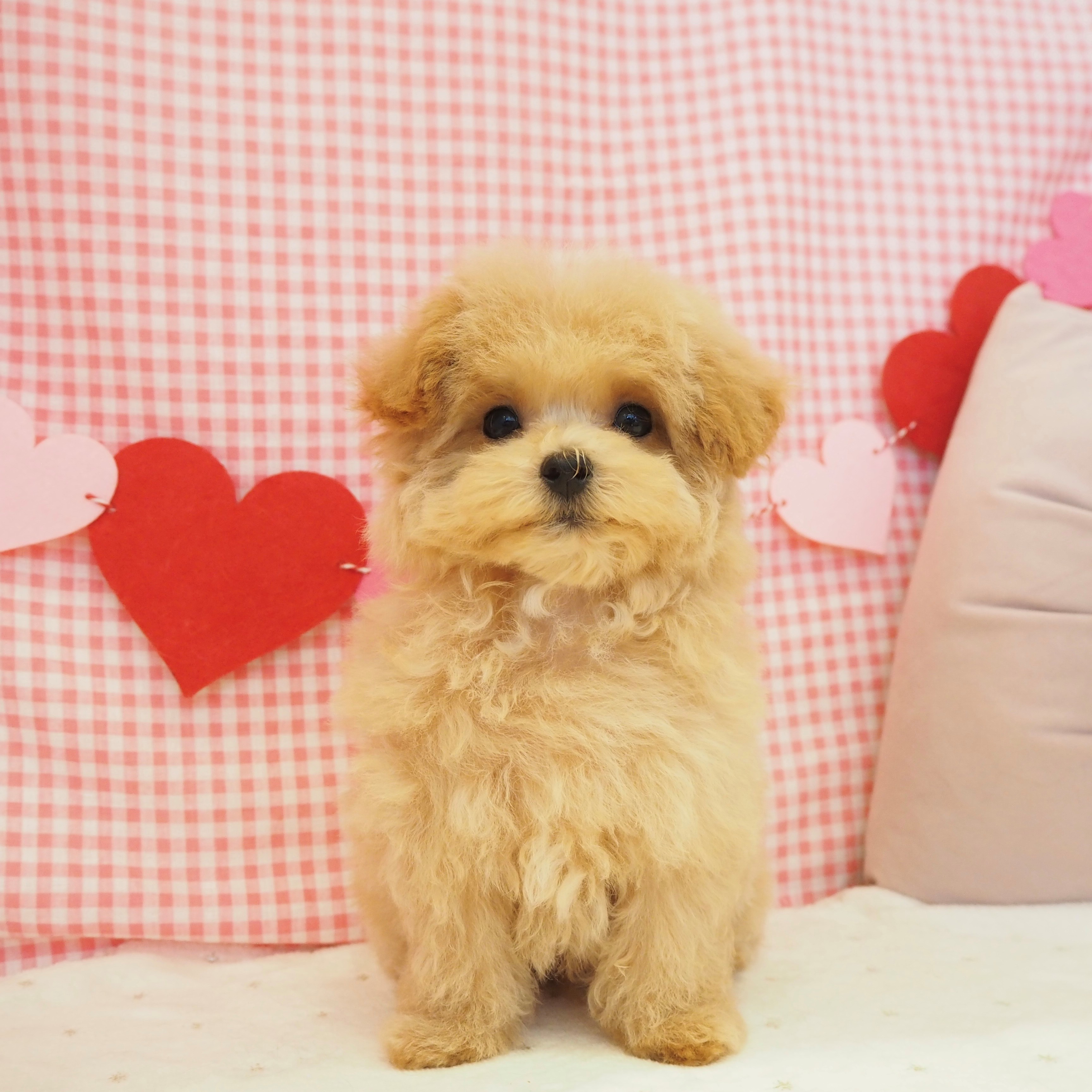 大阪府のマルプー(マルチーズ×プードル) (犬の家＆猫の里もりのみやキューズモールBASE店/2025年8月6日生まれ/男の子/クリーム)の子犬の1枚目の画像