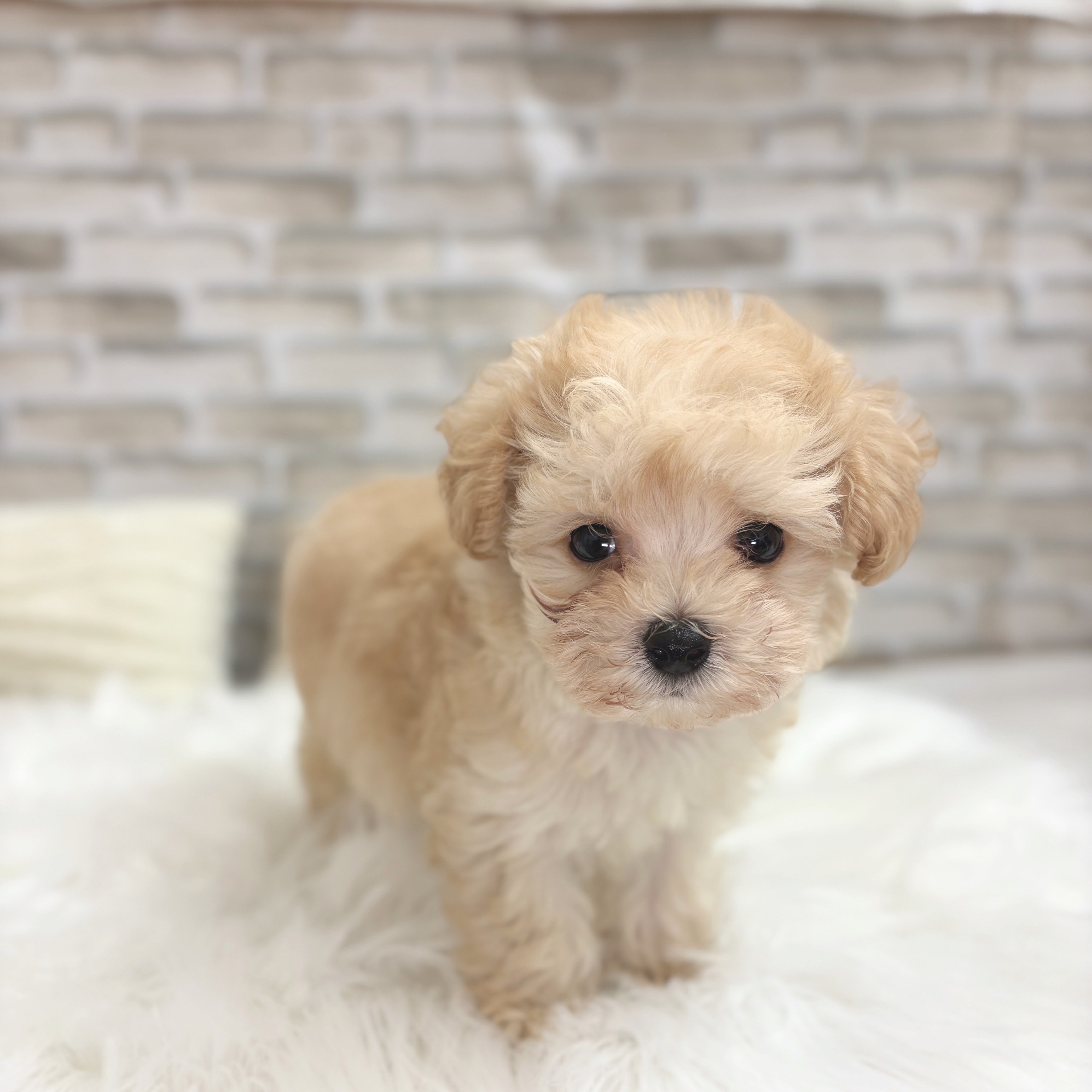 神奈川県のマルプー(マルチーズ×プードル) (犬の家&猫の里モザイクモール港北店/2025年8月12日生まれ/男の子/クリーム)の子犬の1枚目の画像
