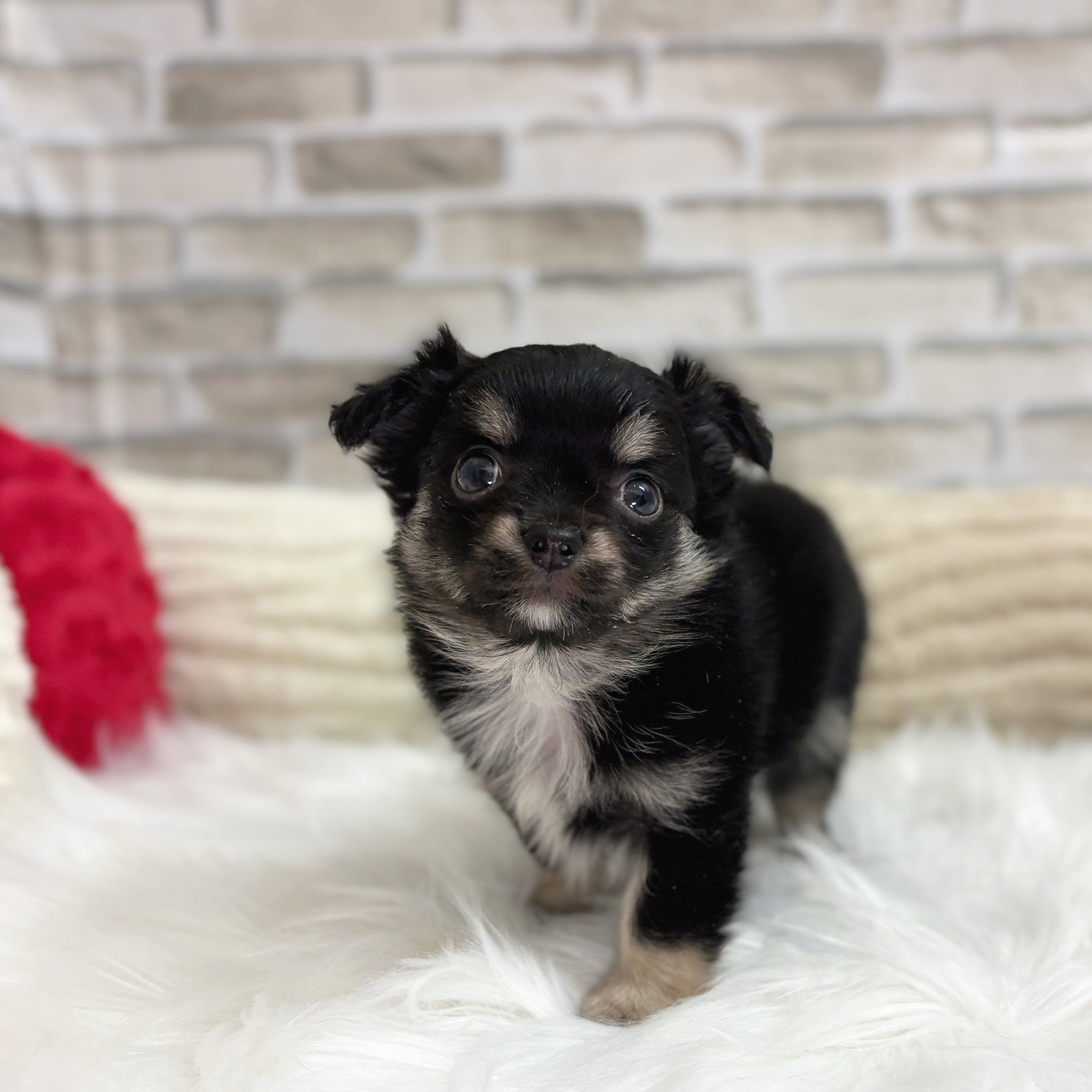 神奈川県のチワワ(ロング) (犬の家＆猫の里モザイクモール港北店/2025年8月10日生まれ/男の子/ブラックタンホワイト)の子犬の1枚目の画像