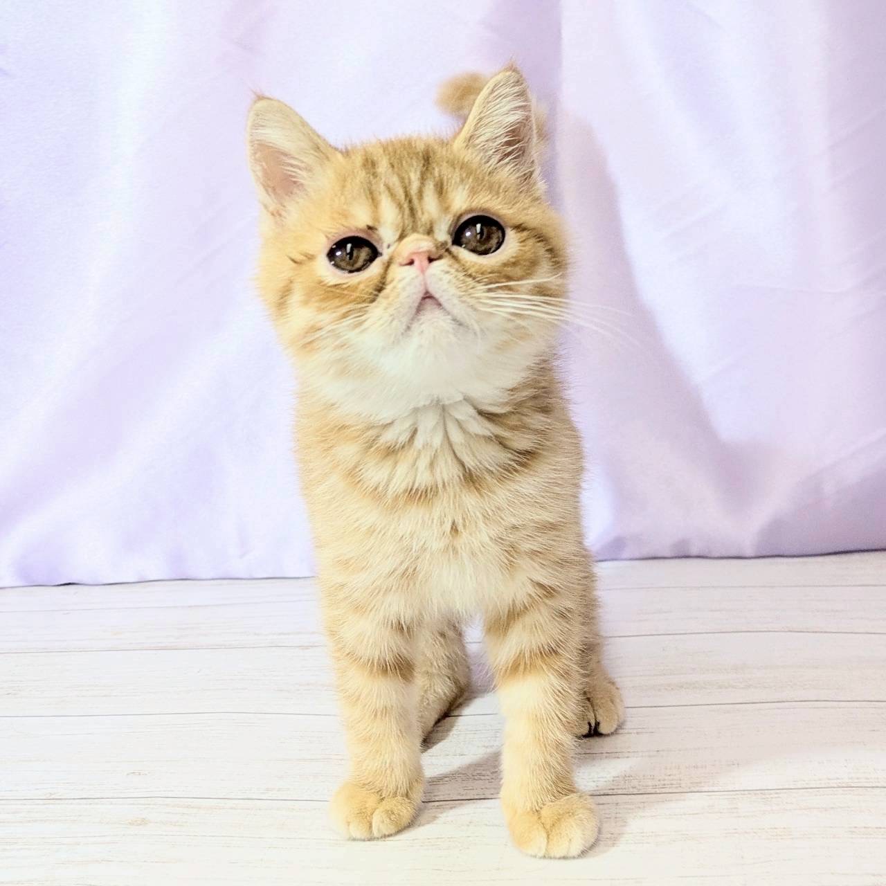 兵庫県のエキゾチック (犬の家＆猫の里尼崎店/2025年8月3日生まれ/男の子/レッドタビーホワイト)の子猫の1枚目の画像