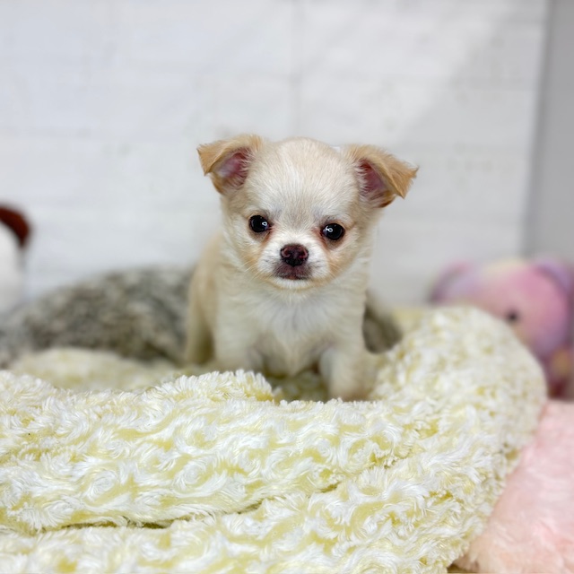 チワワ(ロング)の写真