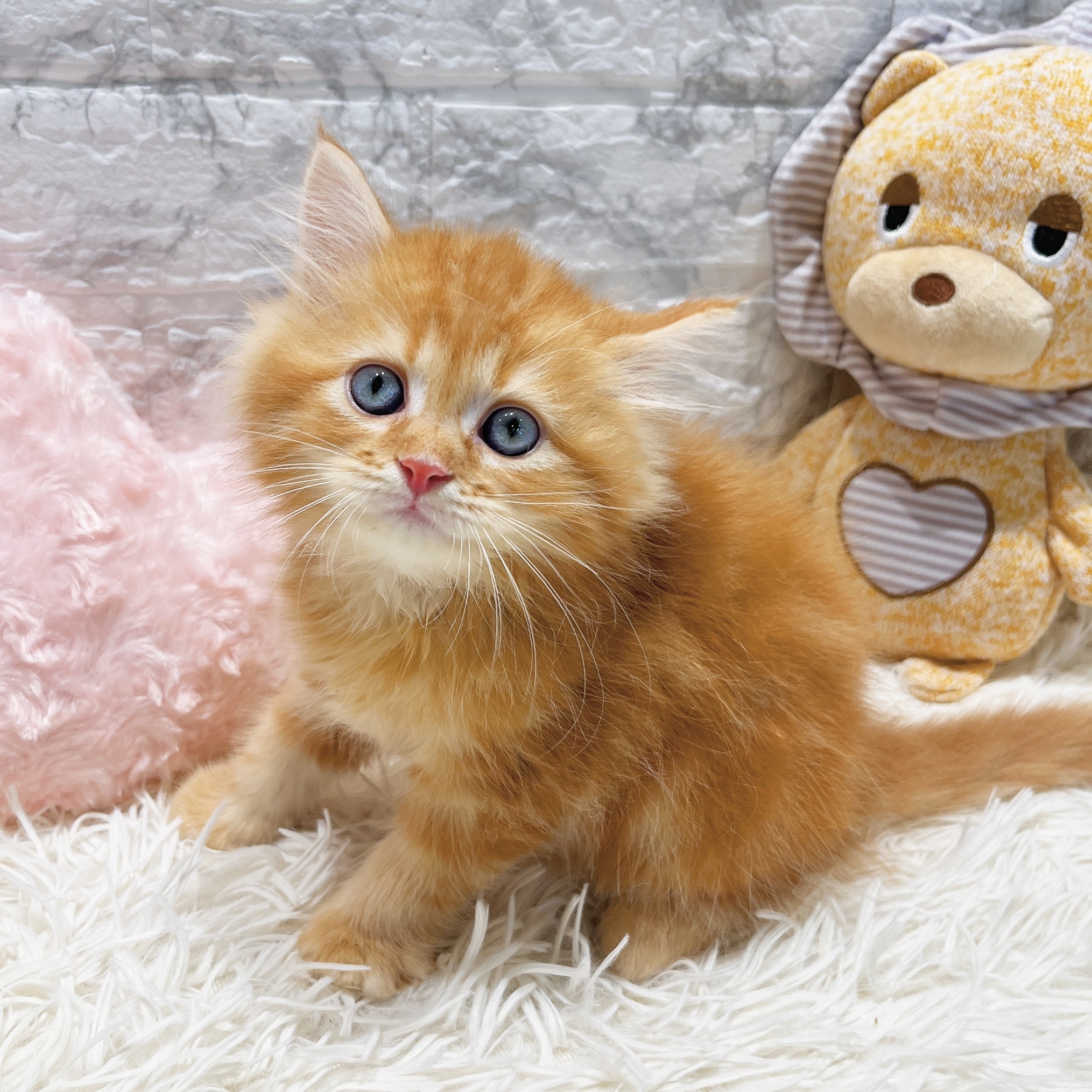 2025年8月17日生まれのサイベリアンの9枚目の写真