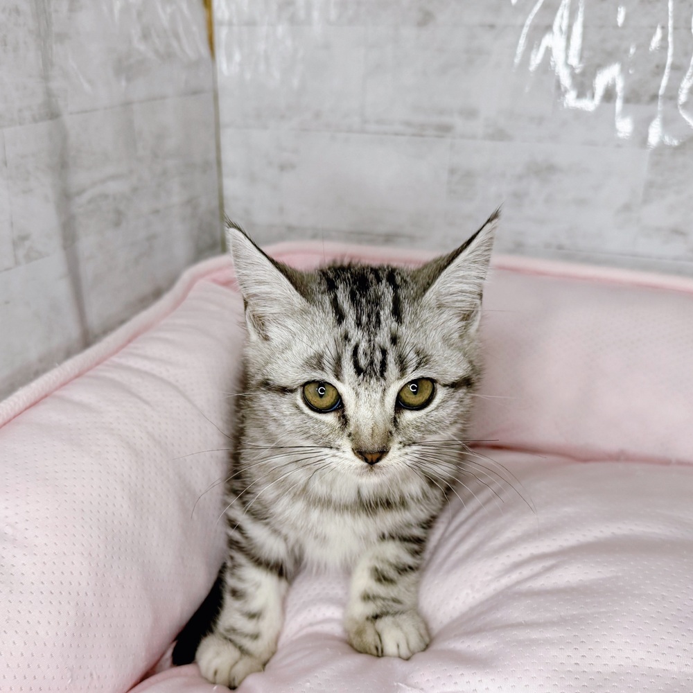 長野県のアメリカンショートヘアー (犬の家＆猫の里塩尻店/2025年8月20日生まれ/女の子/シルバータビー)の子猫の1枚目の画像