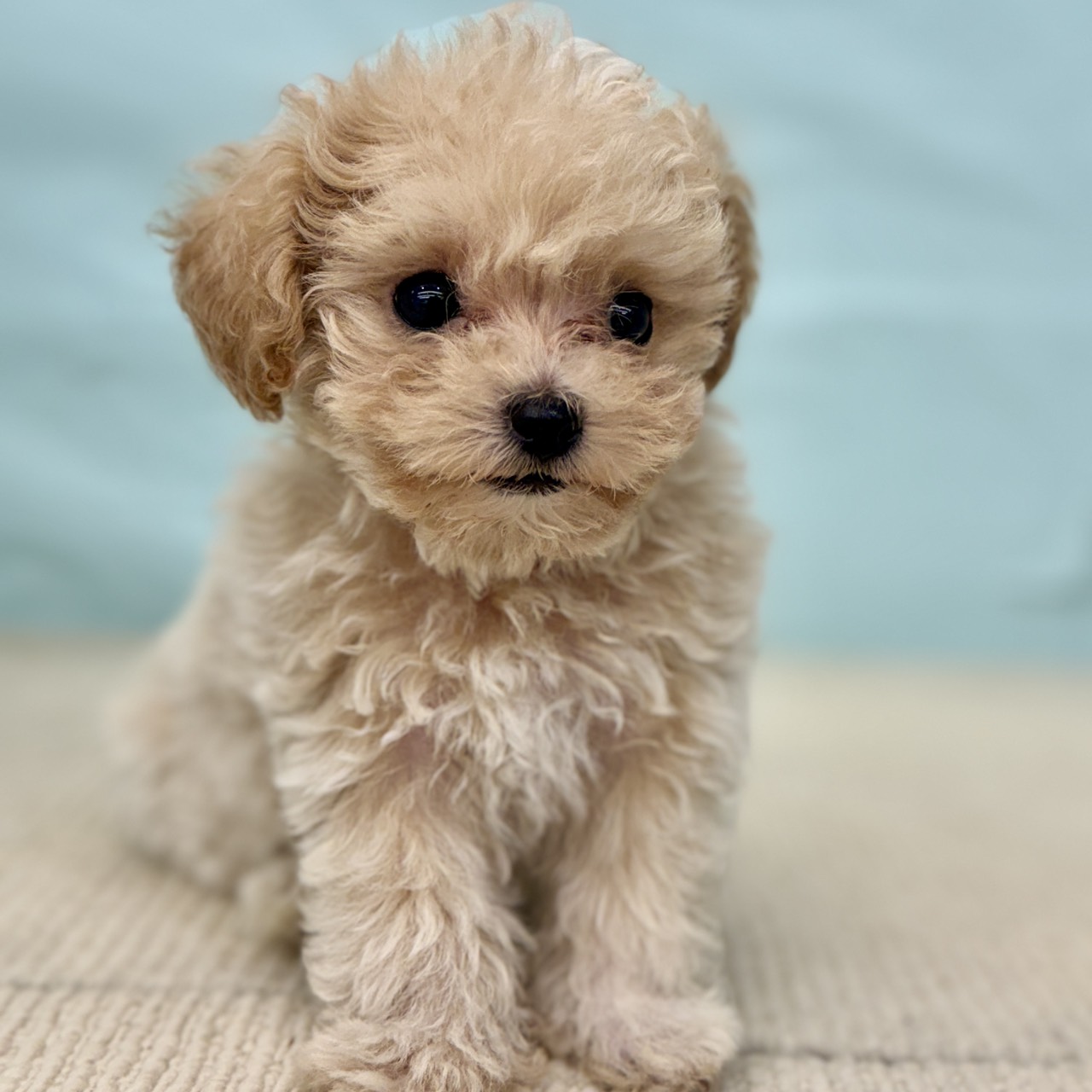 2025年8月24日生まれのマルプー(マルチーズ×プードル)の9枚目の写真