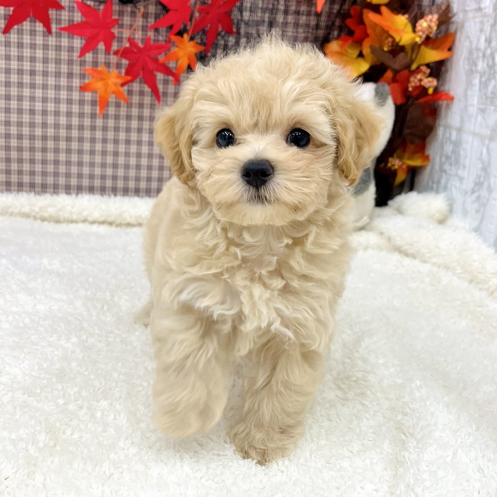 2025年8月24日生まれのマルプー(マルチーズ×プードル)の9枚目の写真