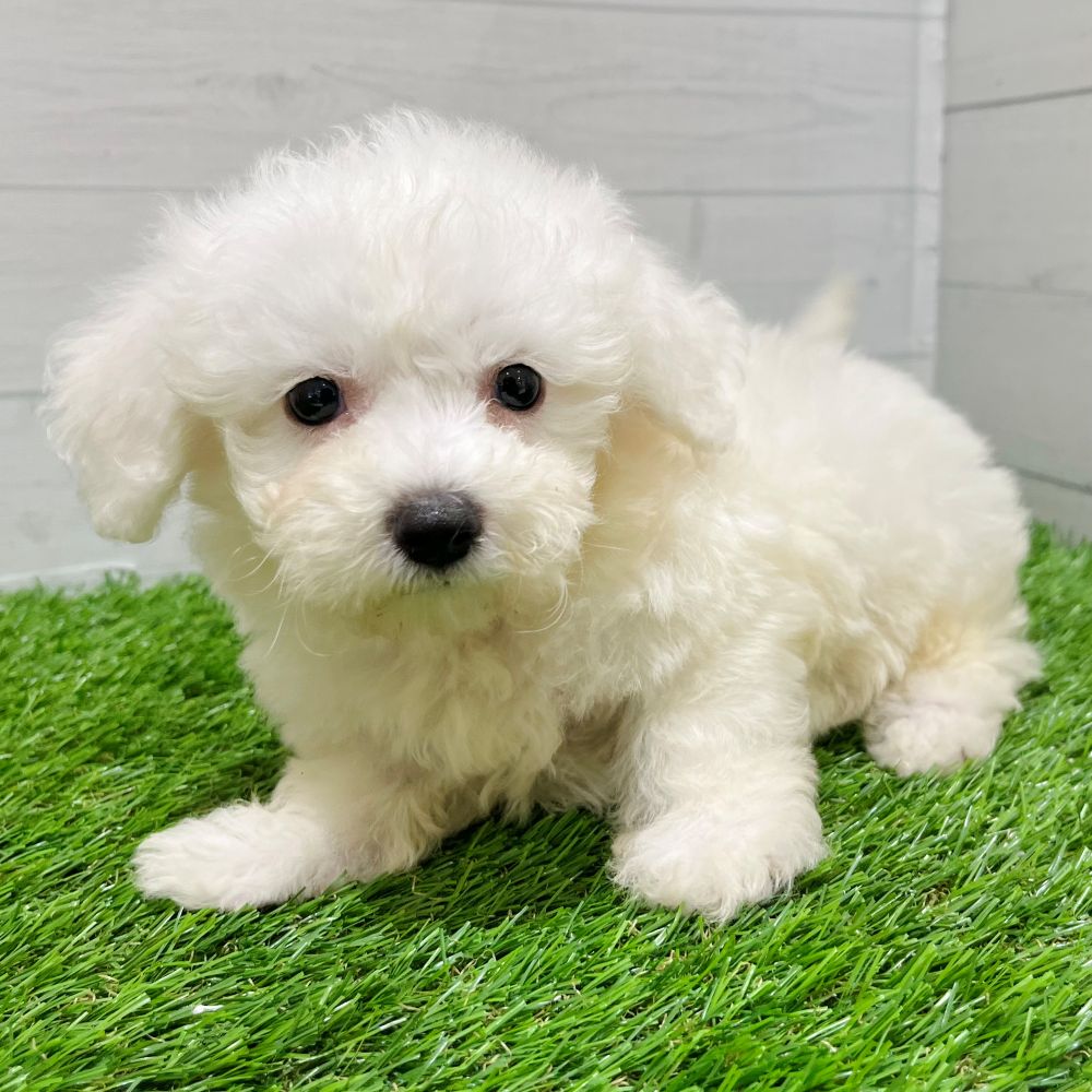 2025年8月24日生まれのビションプー(ビションフリーゼ×プードル)の9枚目の写真