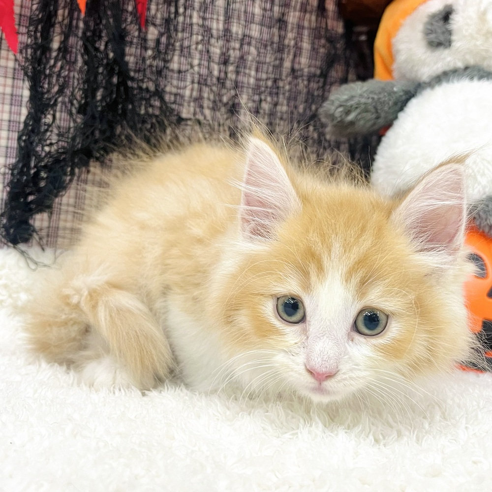 2025年8月20日生まれのノルウェージャンフォレストキャットの9枚目の写真