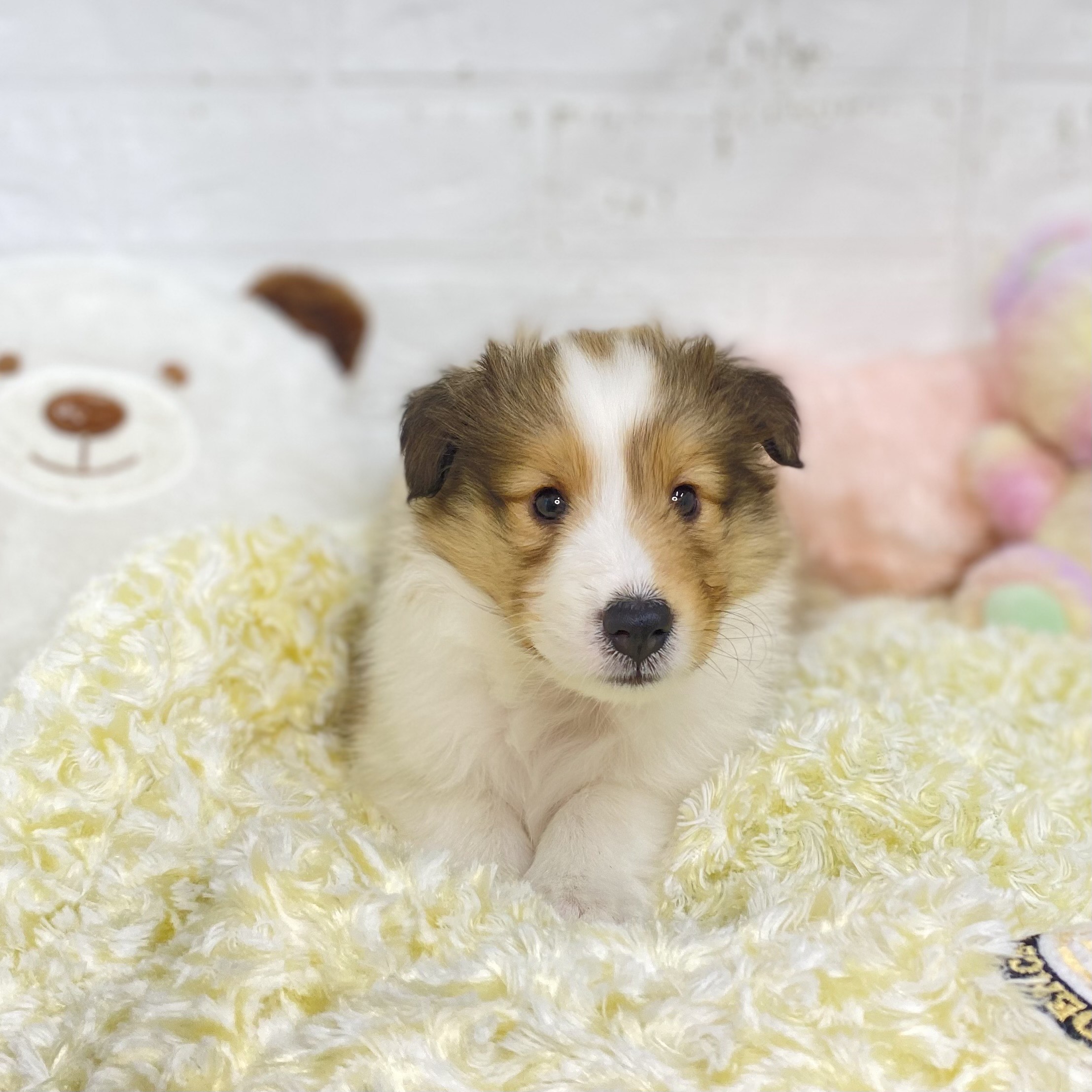 2025年8月25日生まれのシェットランドシープドッグの9枚目の写真