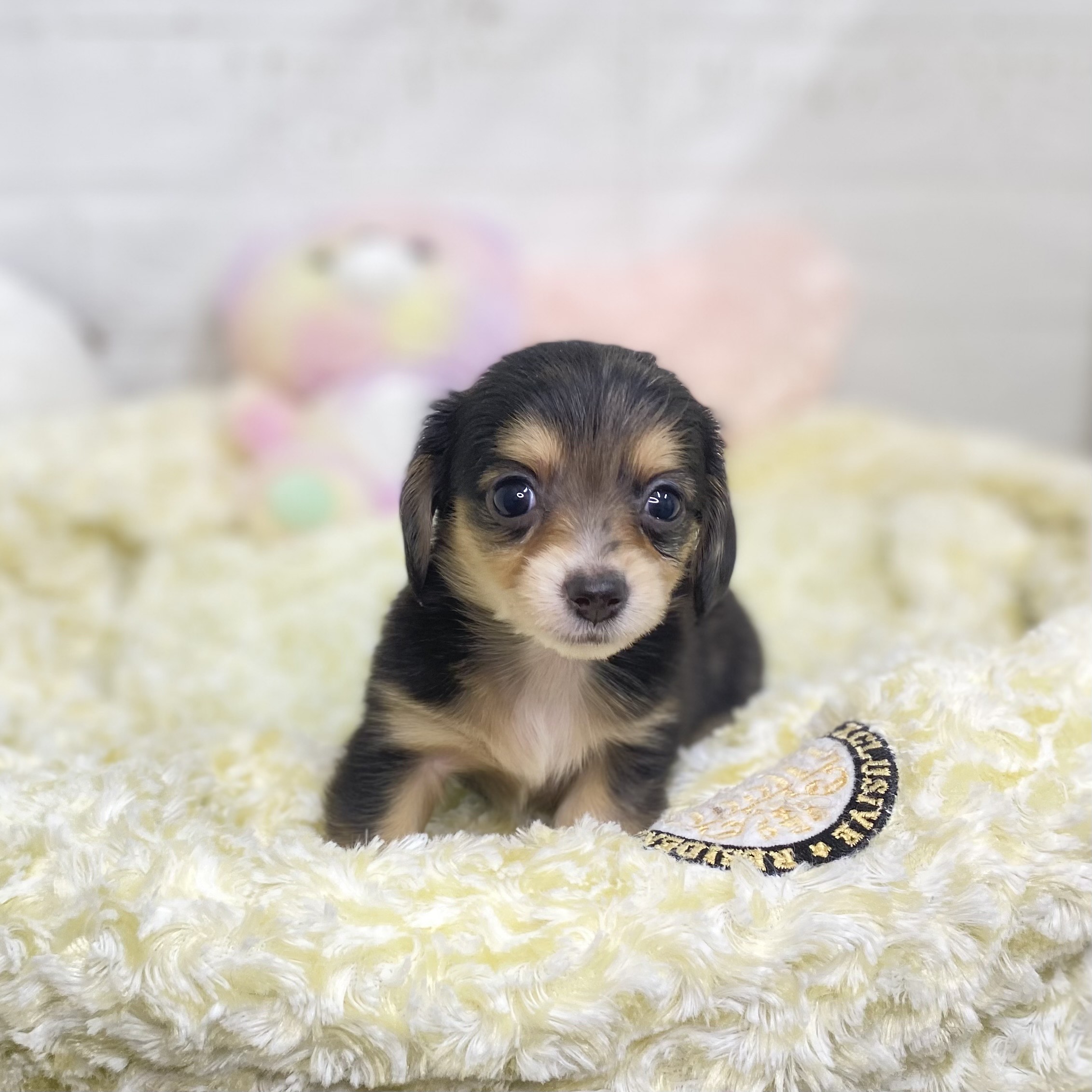 長野県のチワックス(チワワ×ダックス) (犬の家&猫の里長野店/2025年8月26日生まれ/女の子/シルバーダップル)の子犬