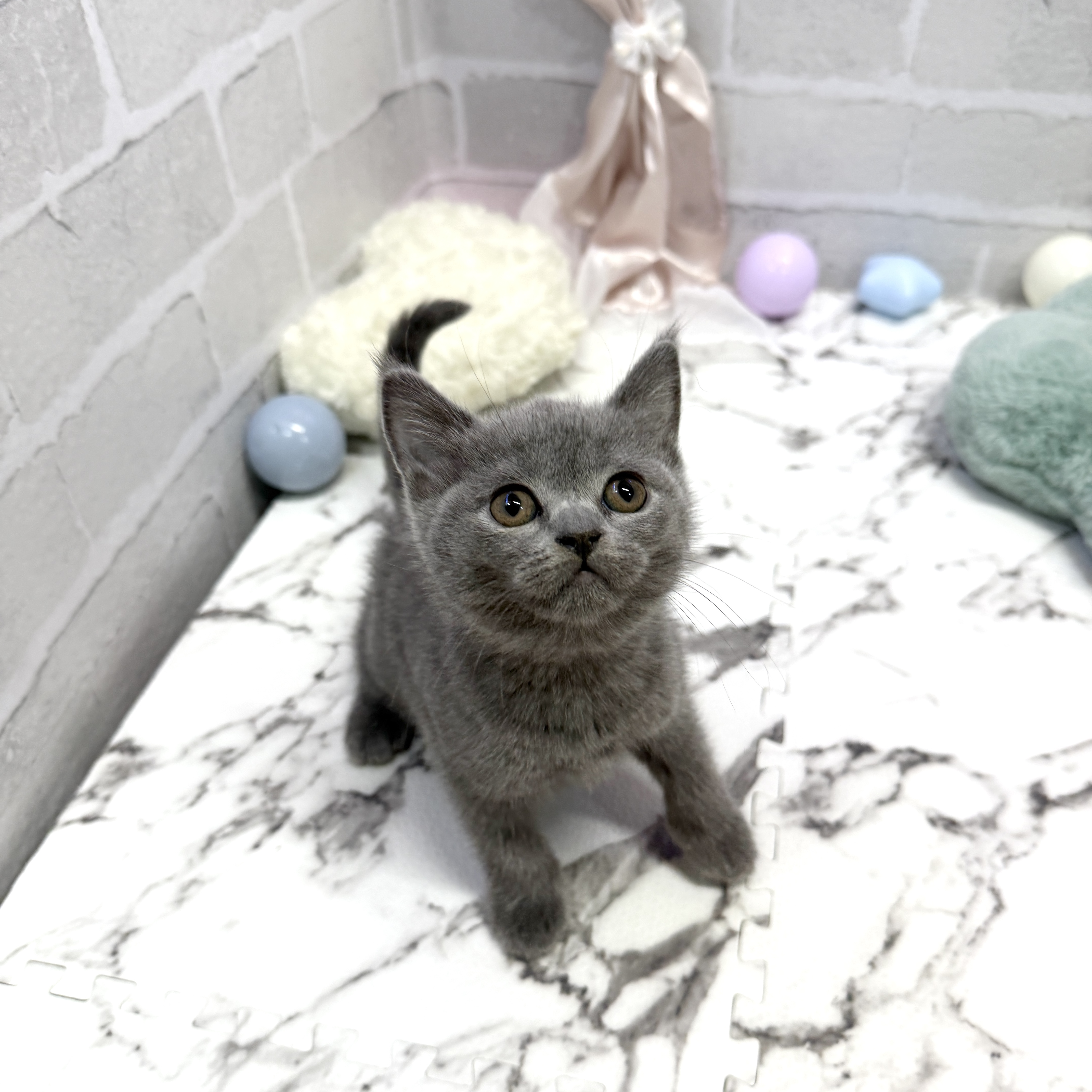 愛知県のブリティッシュショートヘアー (犬の家＆猫の里岡崎店/2025年8月26日生まれ/女の子/ブルー)の子猫の1枚目の画像