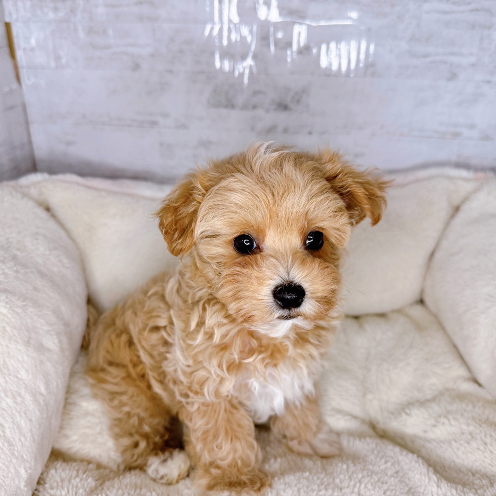 長野県のマルプー(マルチーズ×プードル) (犬の家＆猫の里塩尻店/2025年8月22日生まれ/男の子/アプリコット)の子犬