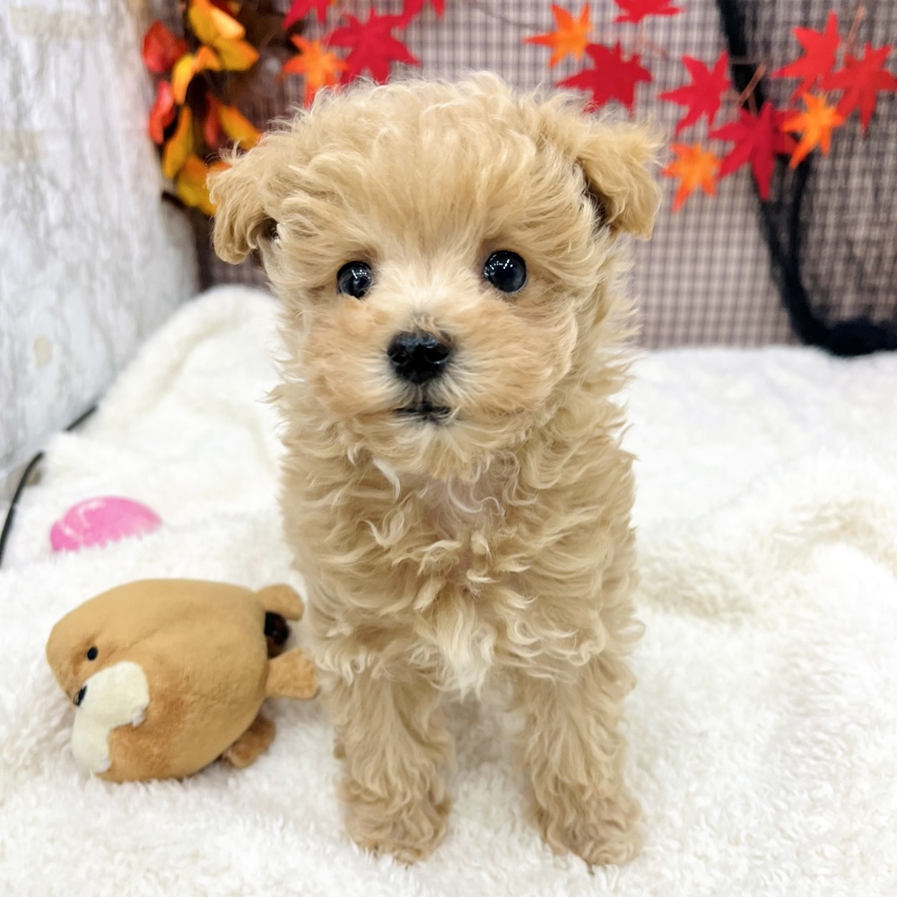 2025年8月22日生まれのマルプー(マルチーズ×プードル)の9枚目の写真