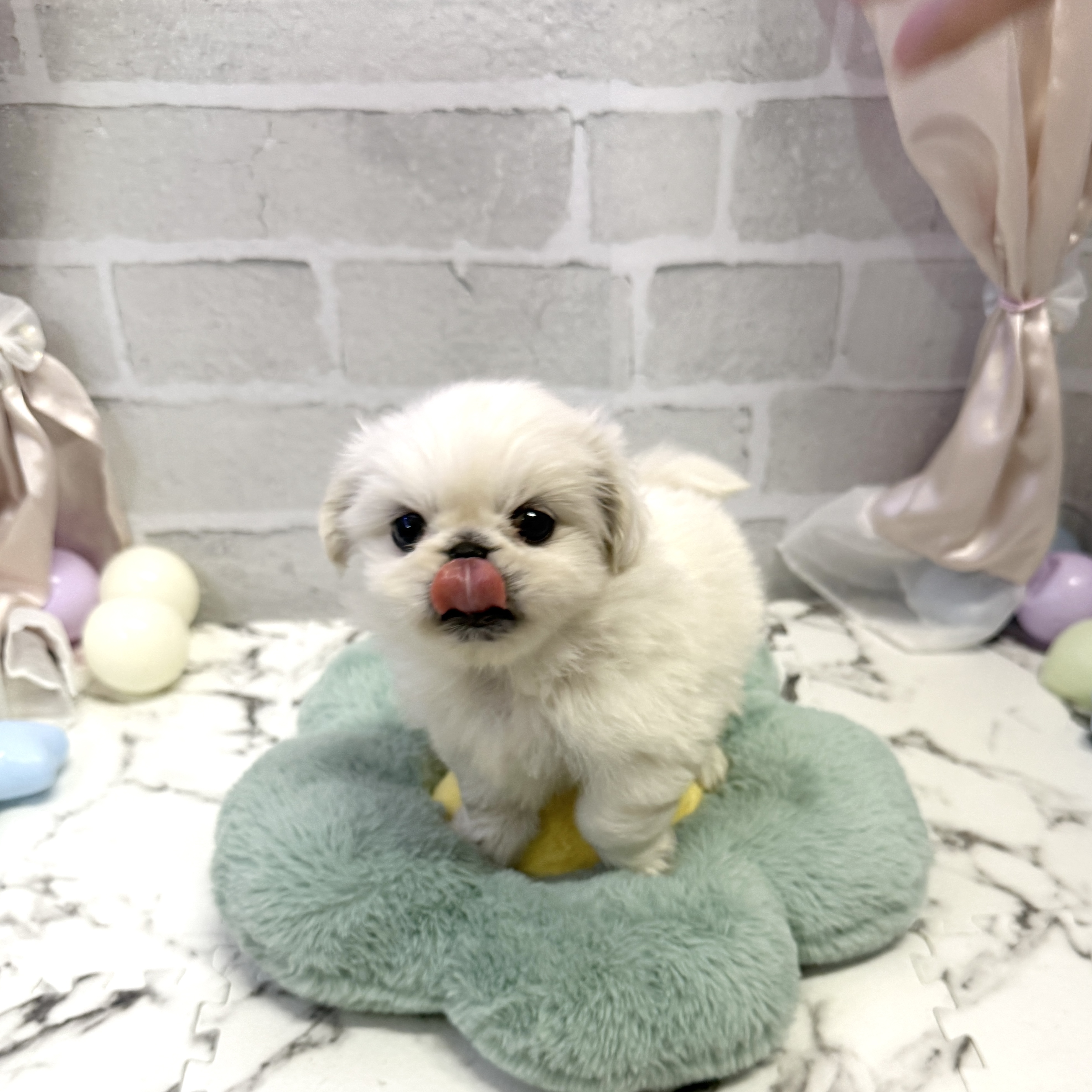 愛知県のペキニーズ (犬の家＆猫の里岡崎店/2025年8月24日生まれ/女の子/ホワイト)の子犬の1枚目の画像