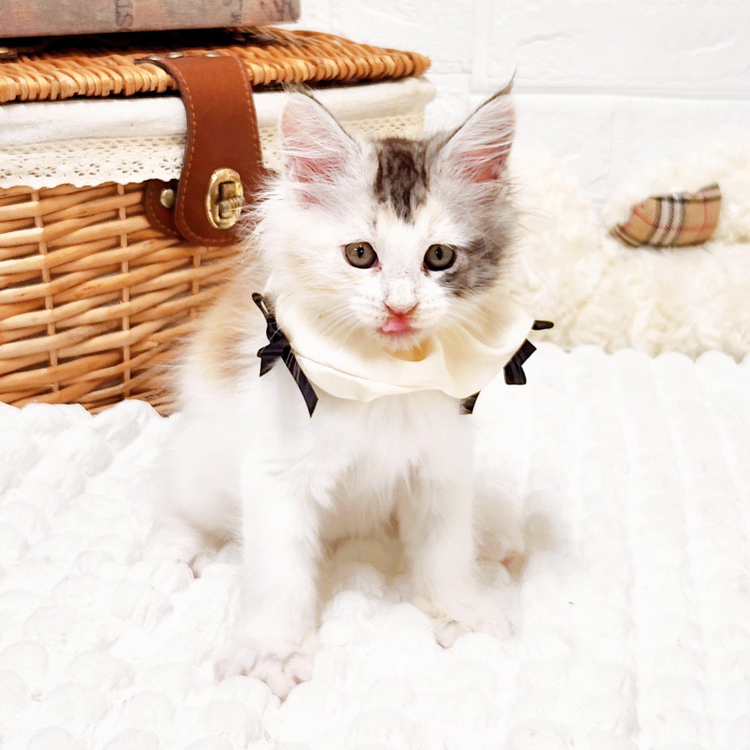 2025年8月28日生まれのメインクーンの9枚目の写真