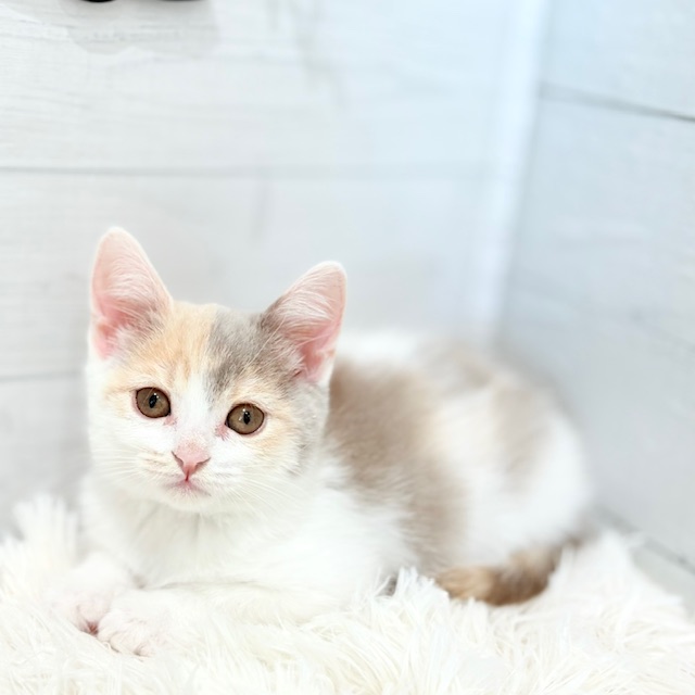 2025年8月29日生まれのスコティッシュストレートの9枚目の写真