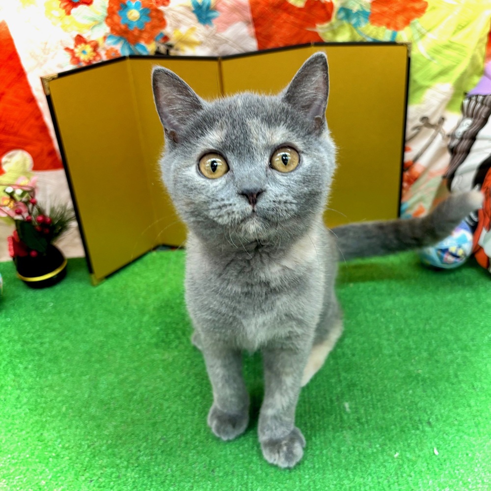 ブリティッシュショートヘア