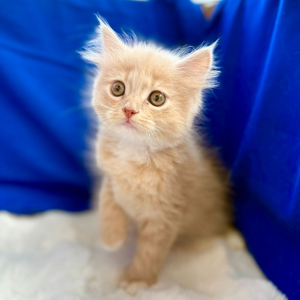 2025年8月27日生まれのサイベリアンの9枚目の写真